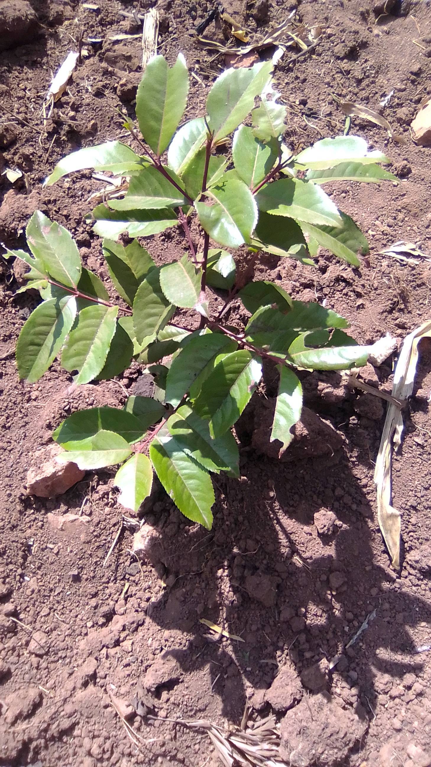 tree