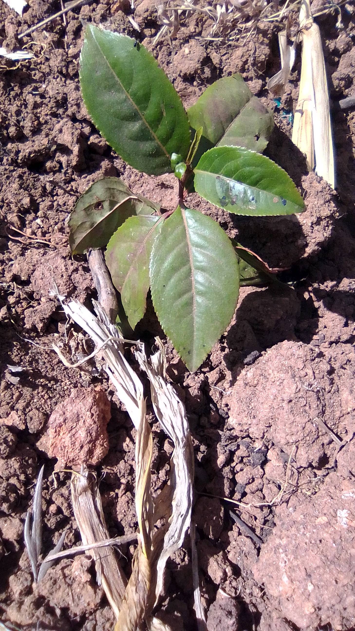 tree