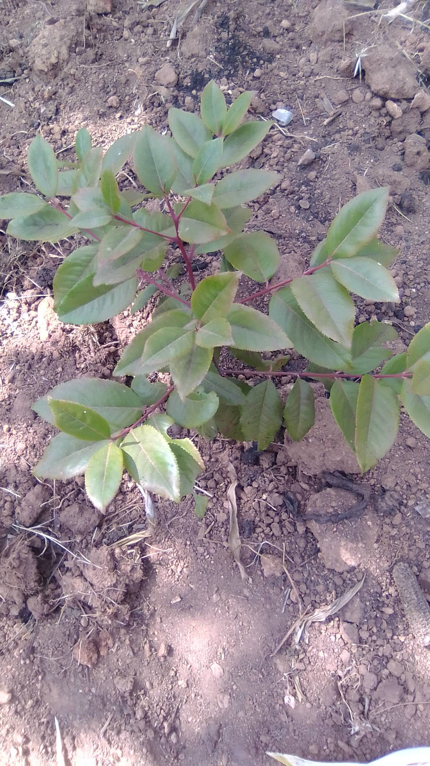 tree