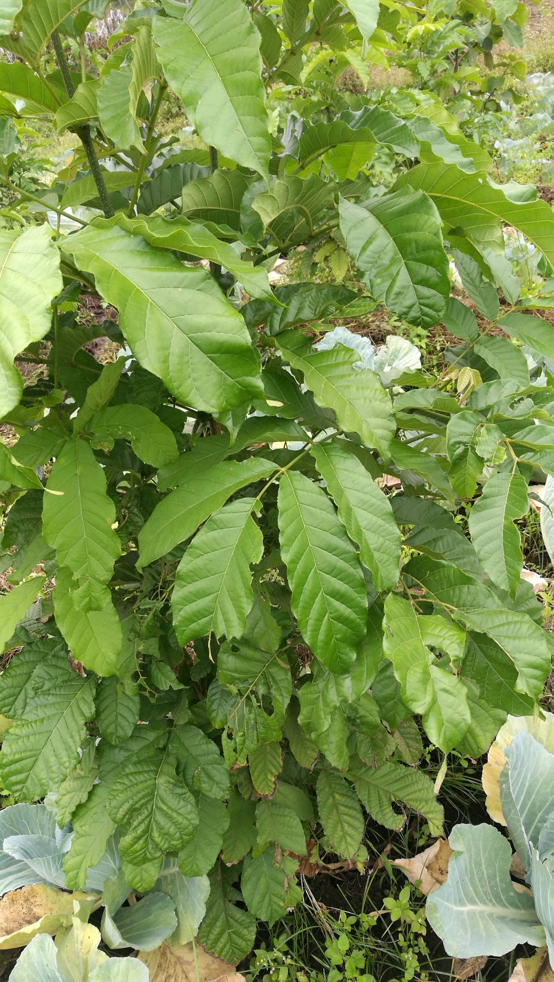 tree