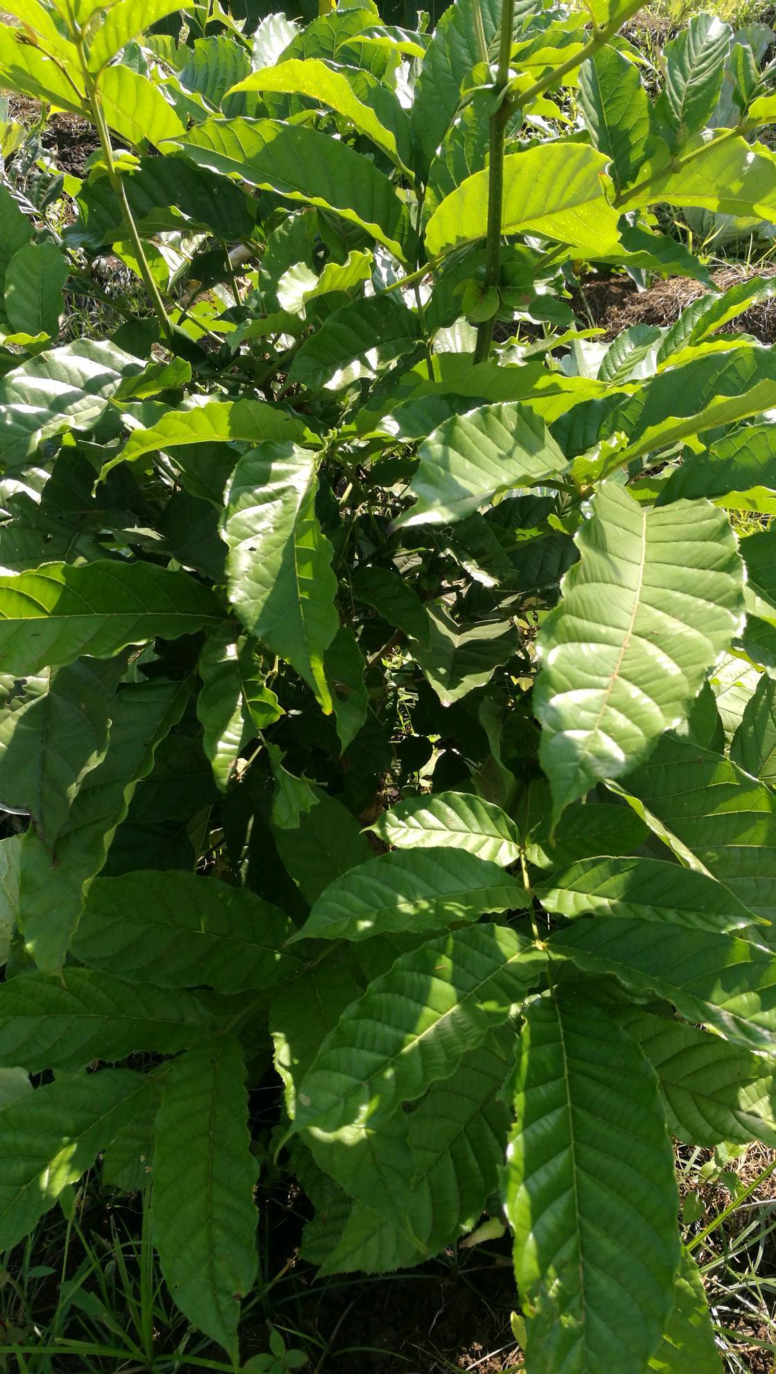 tree