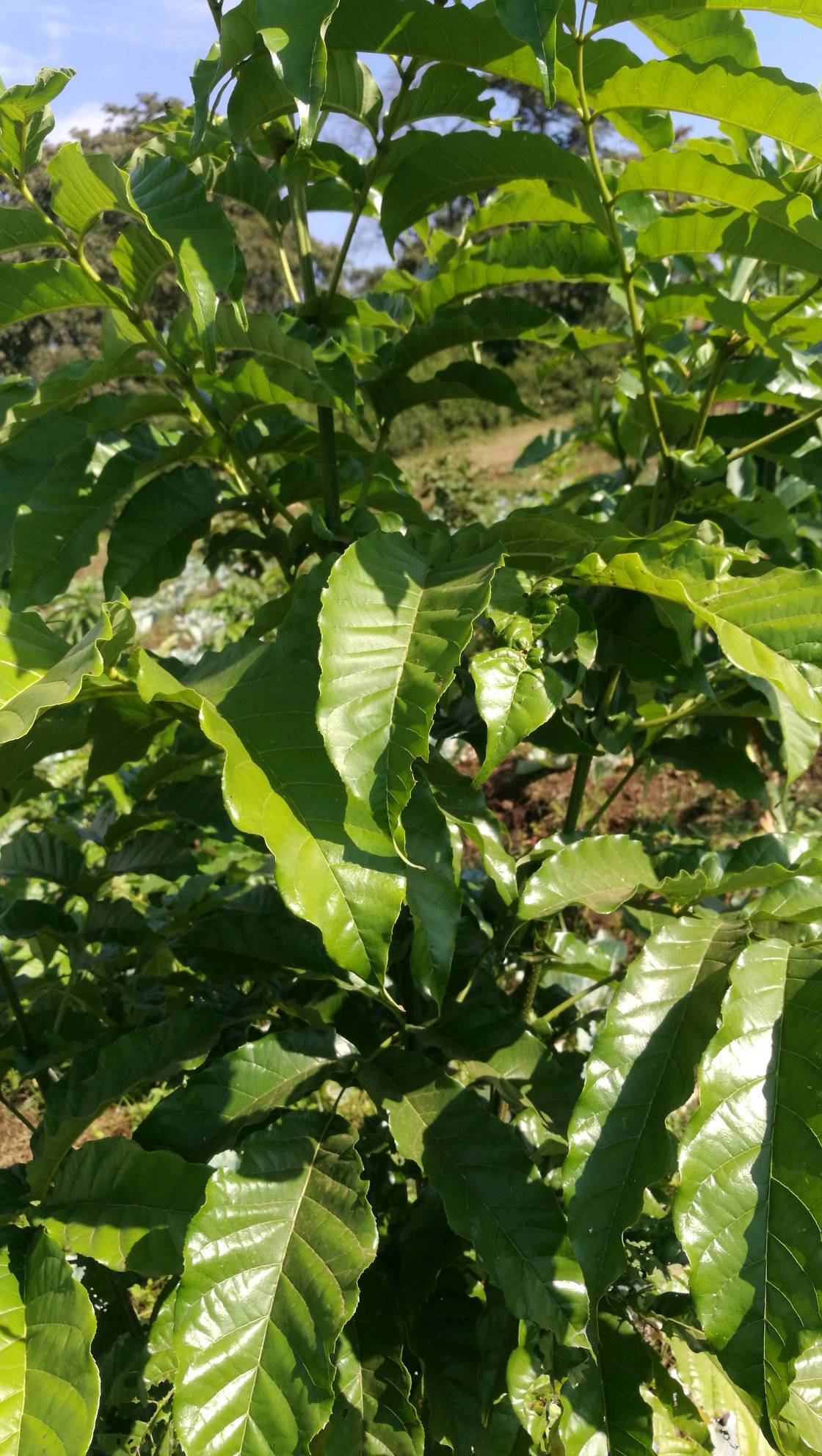 tree