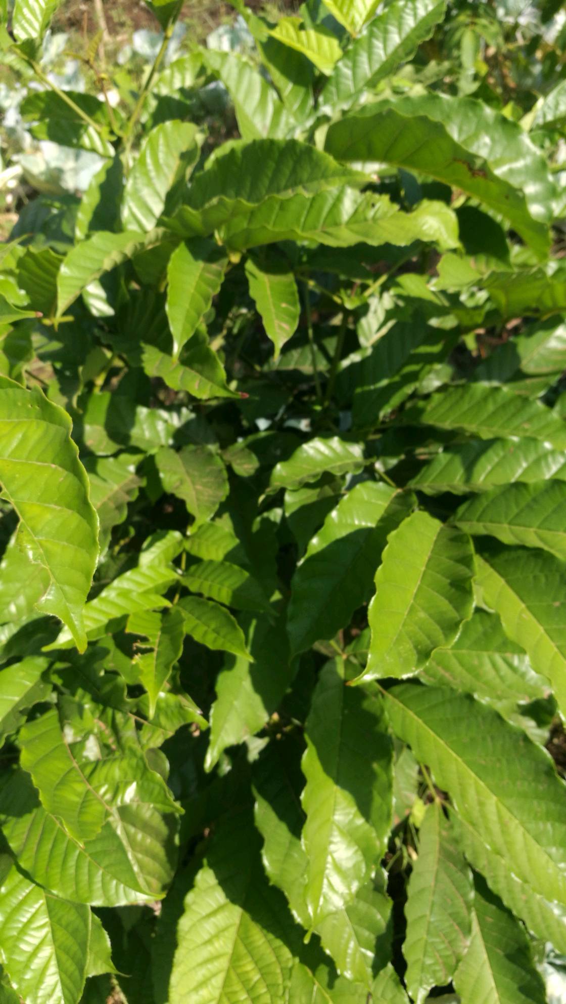 tree