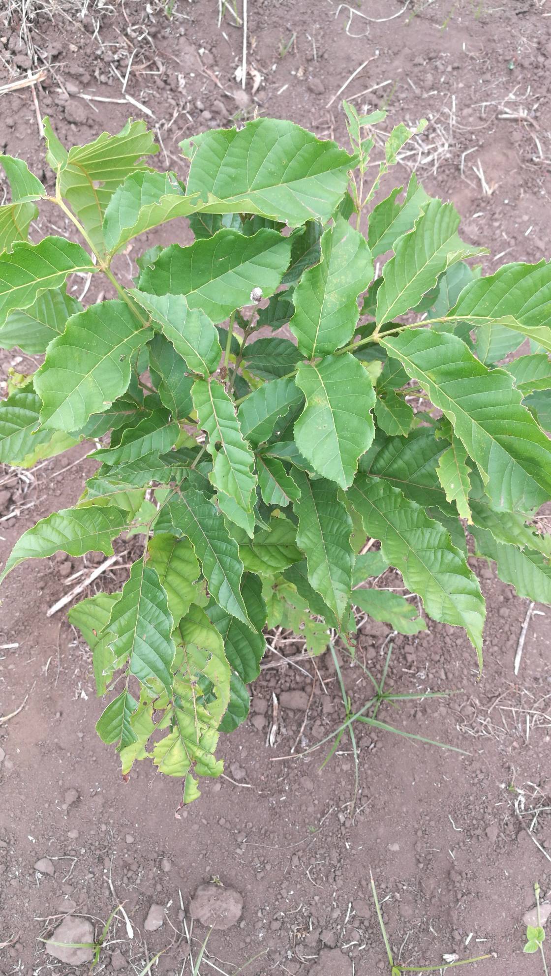 tree