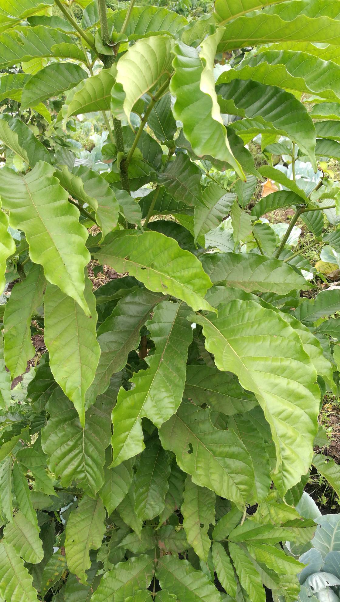 tree