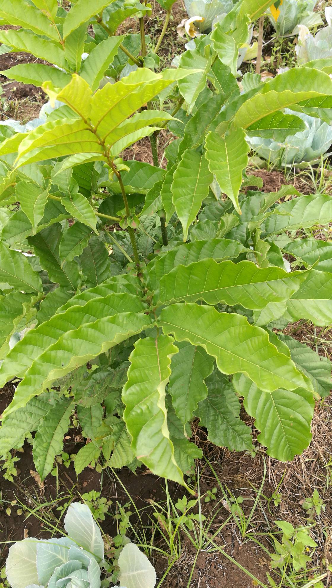 tree