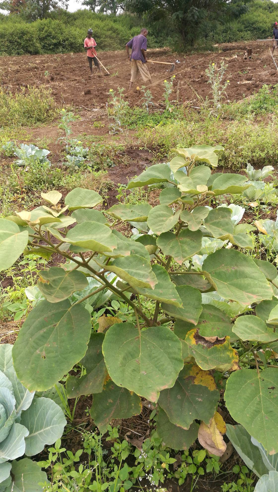 tree