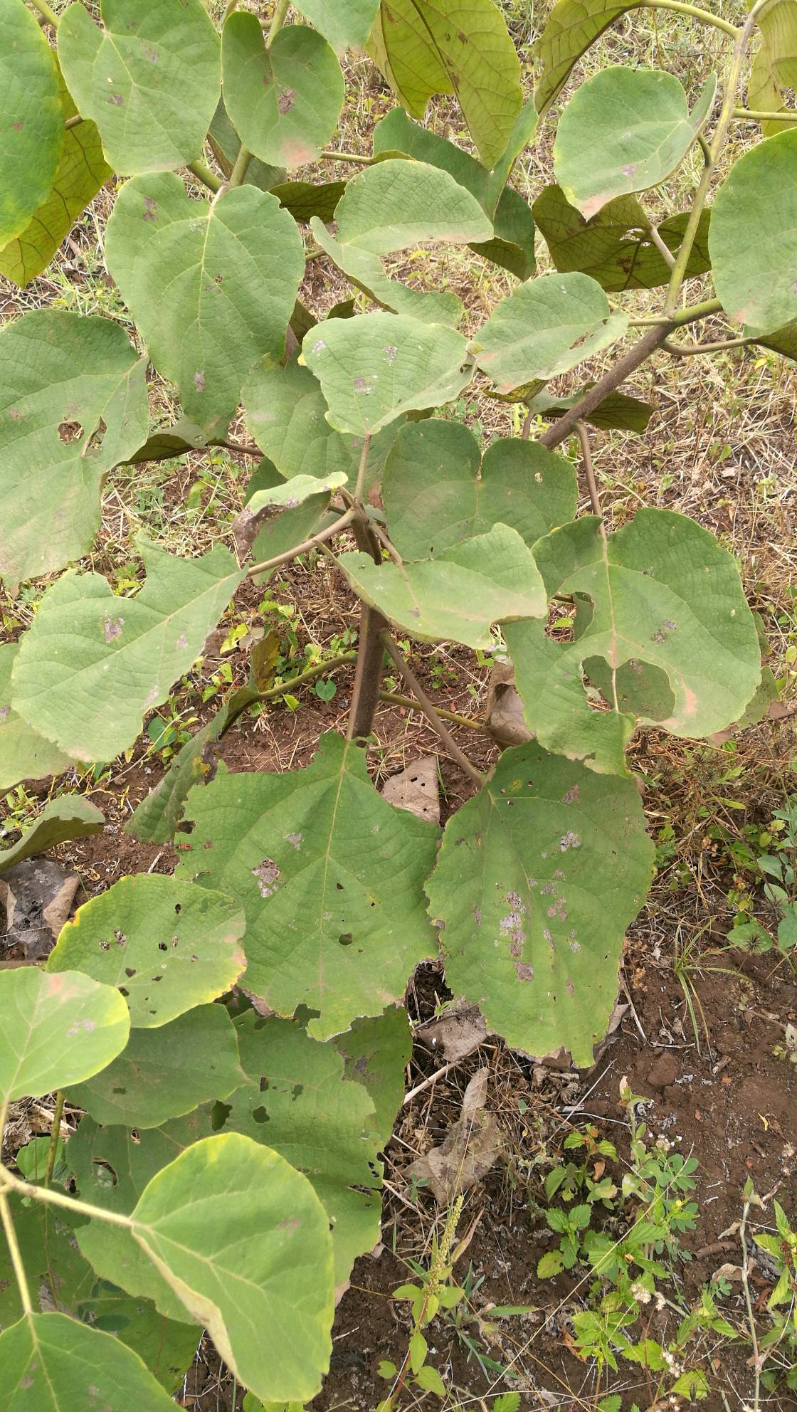 tree