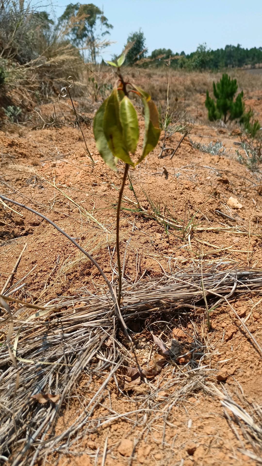tree