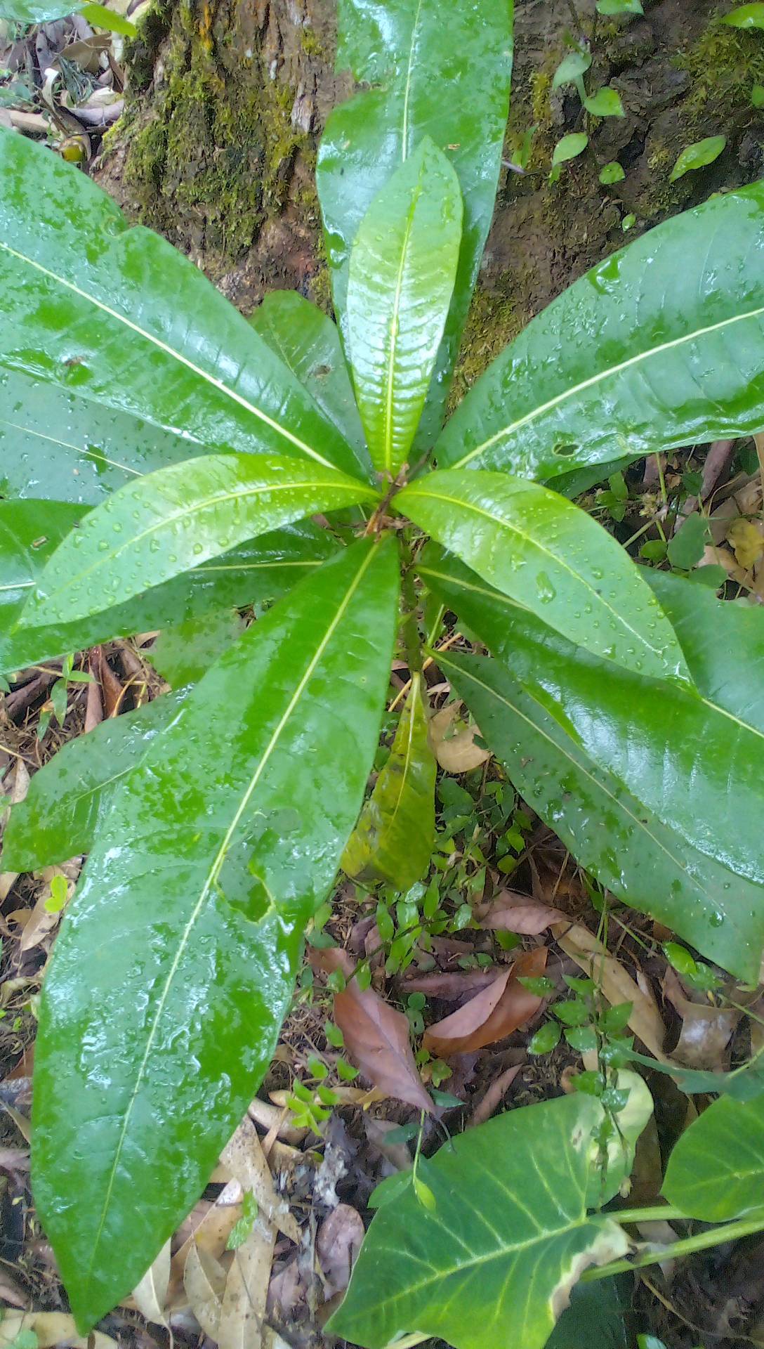 tree