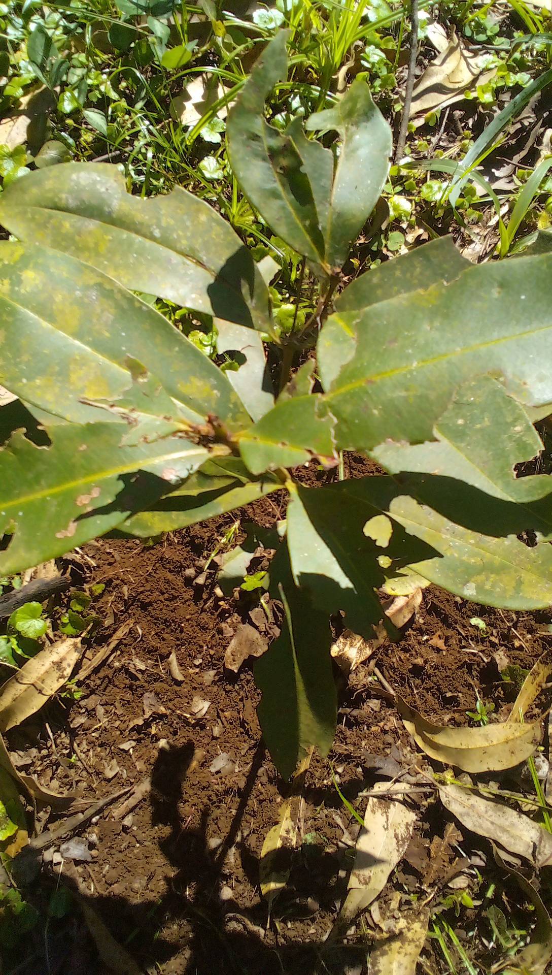 tree
