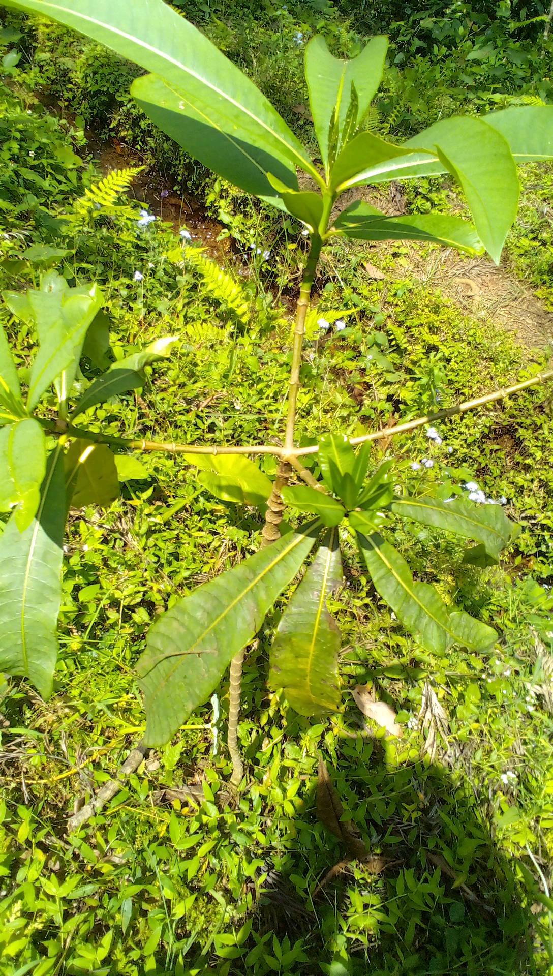 tree