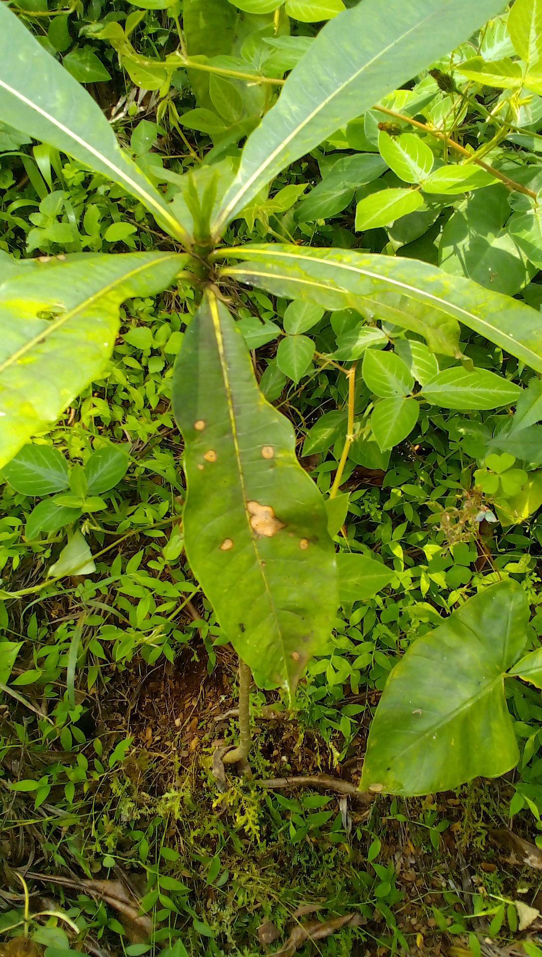 tree