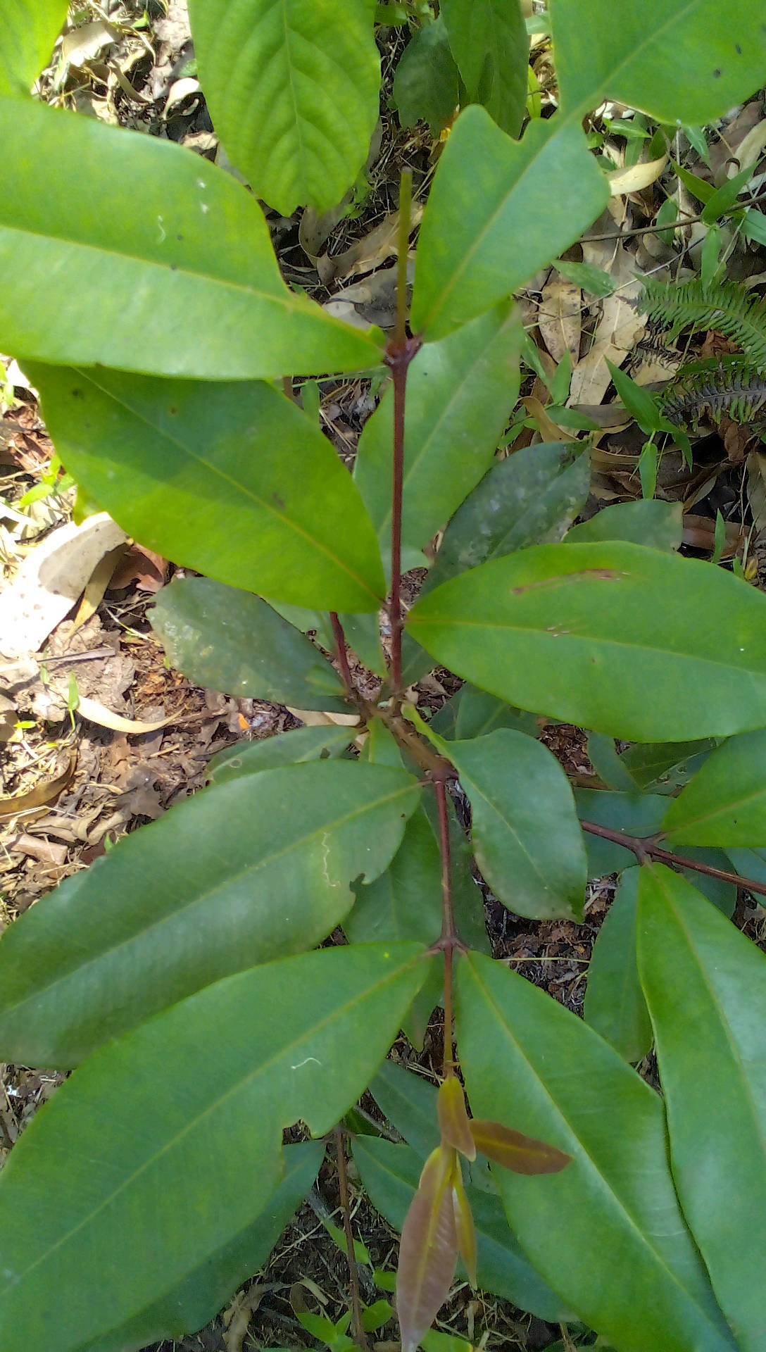 tree