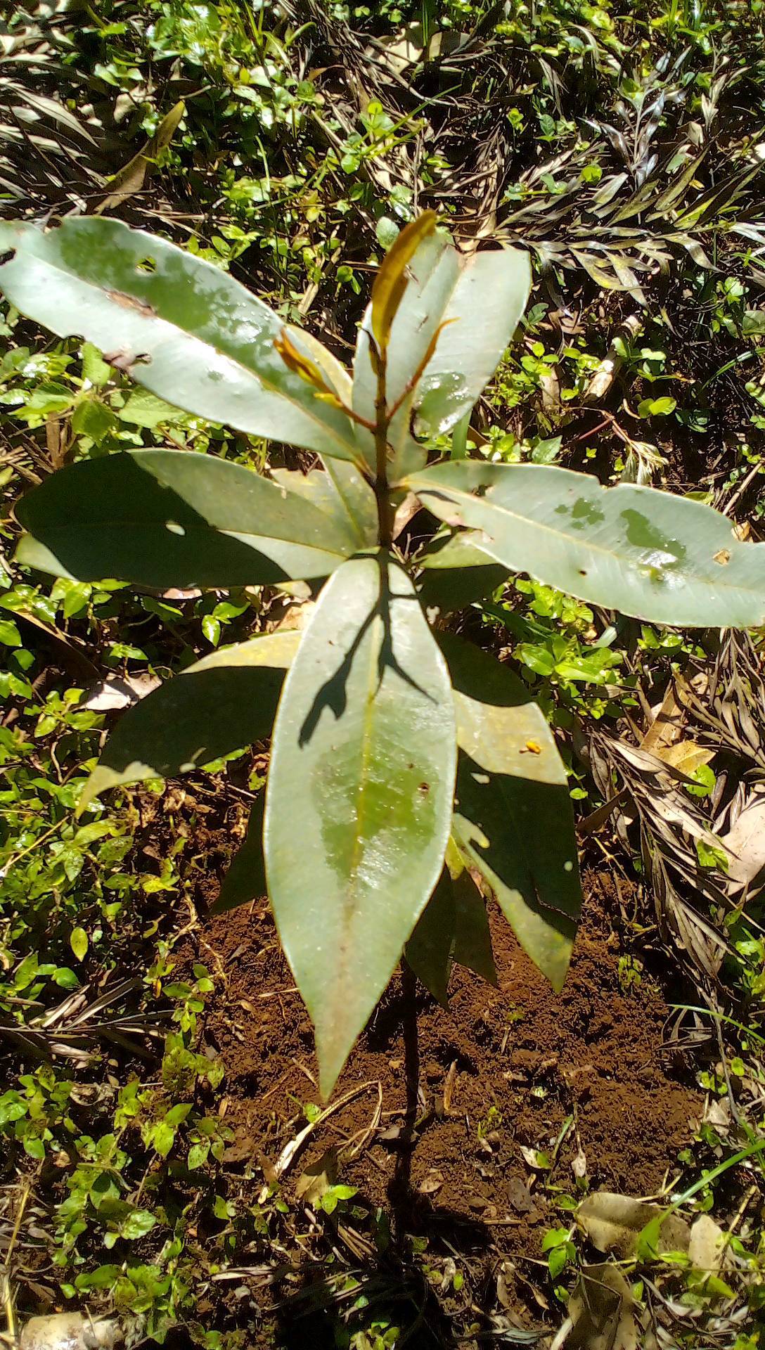 tree