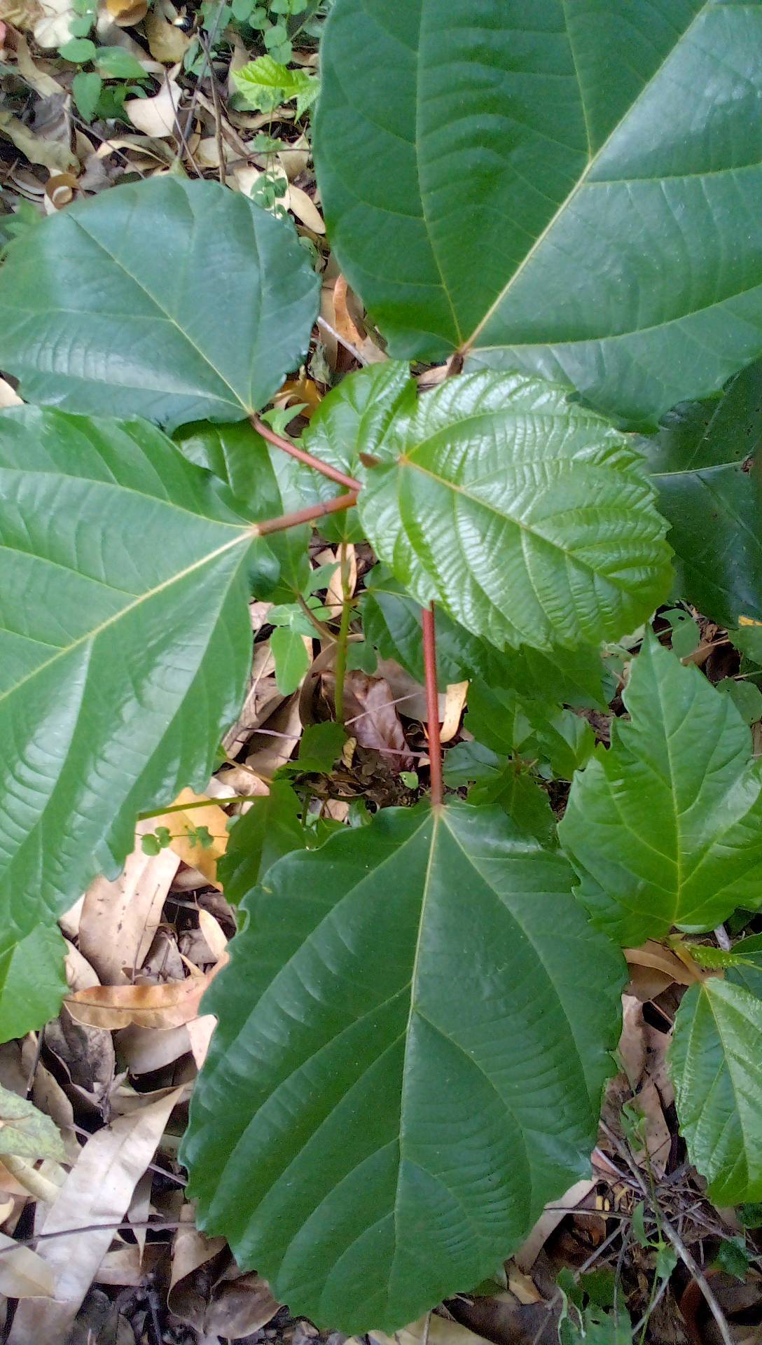 tree