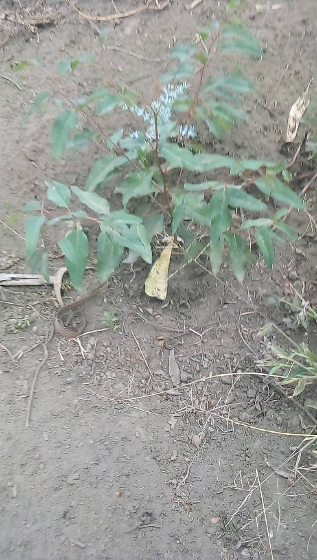 tree