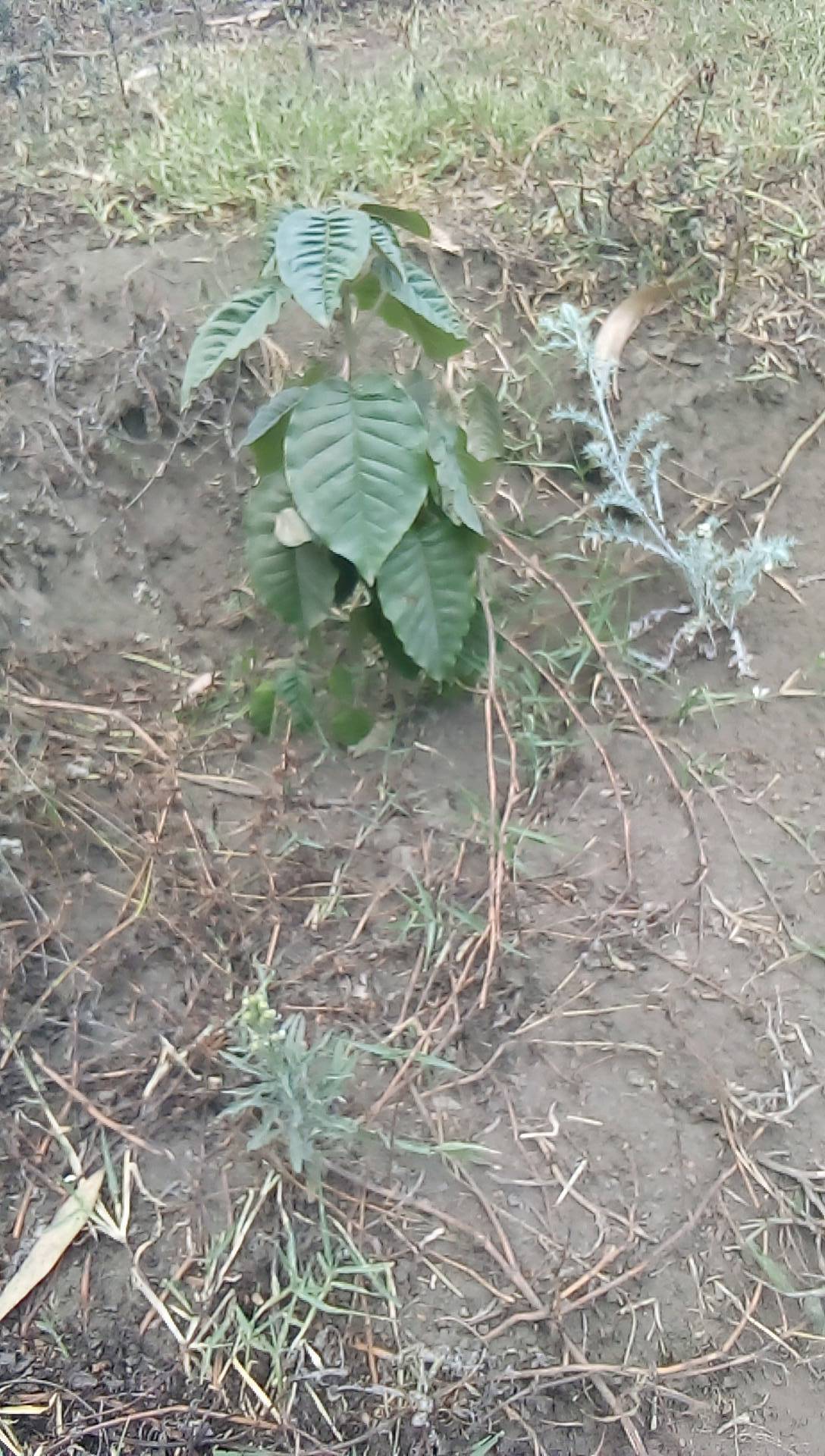 tree