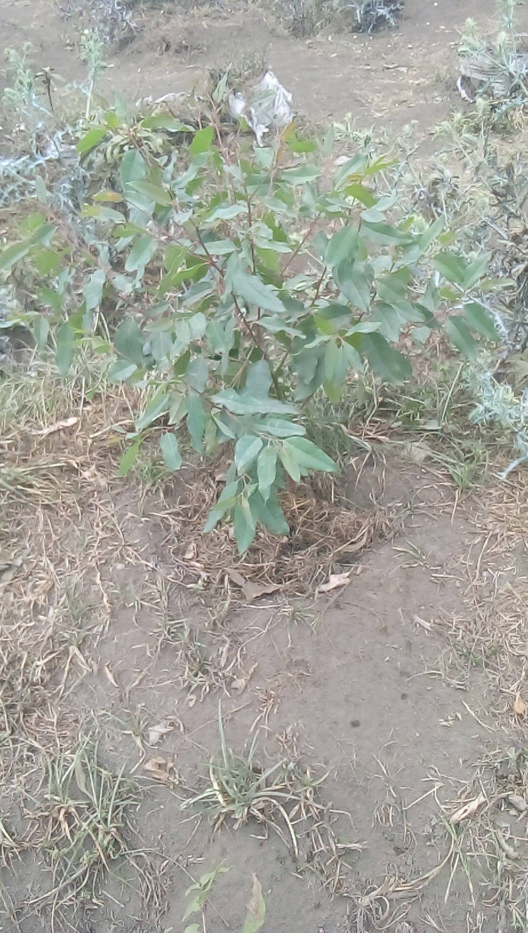 tree