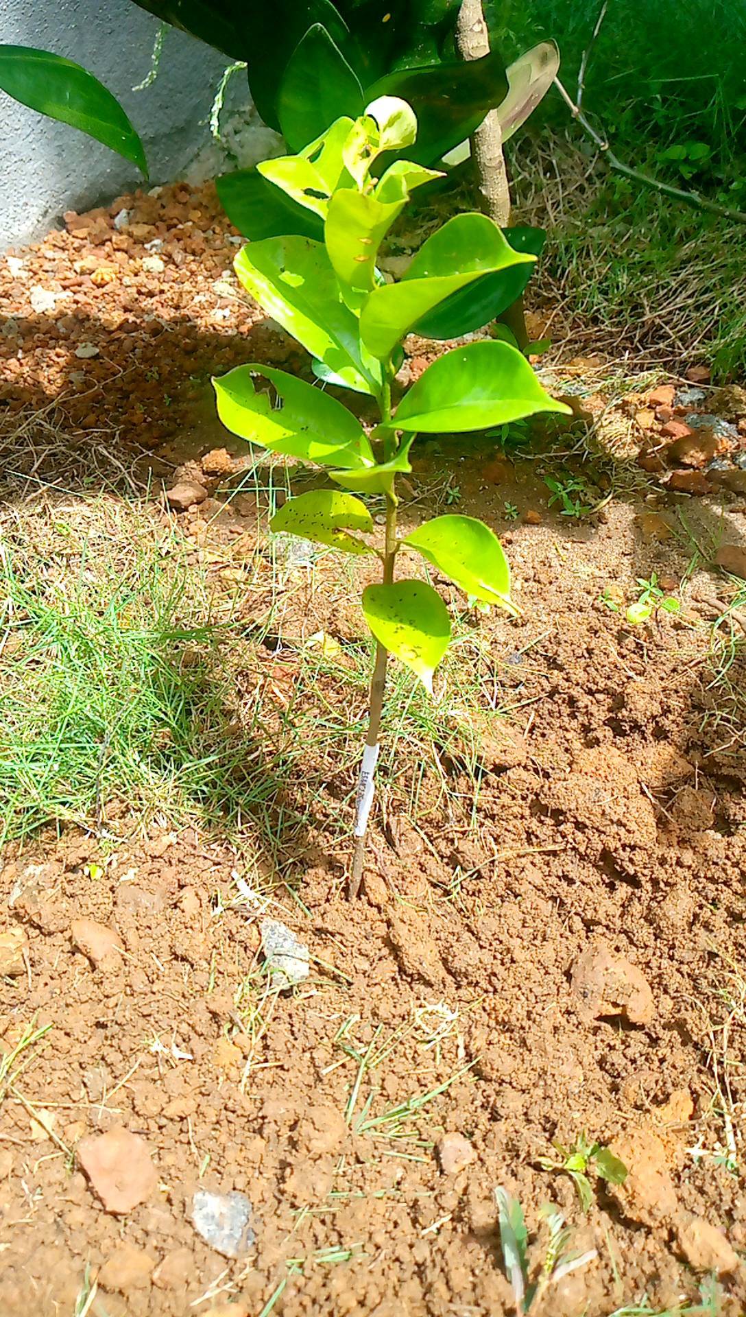 tree