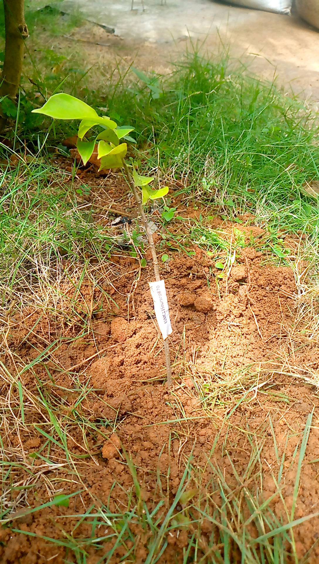tree