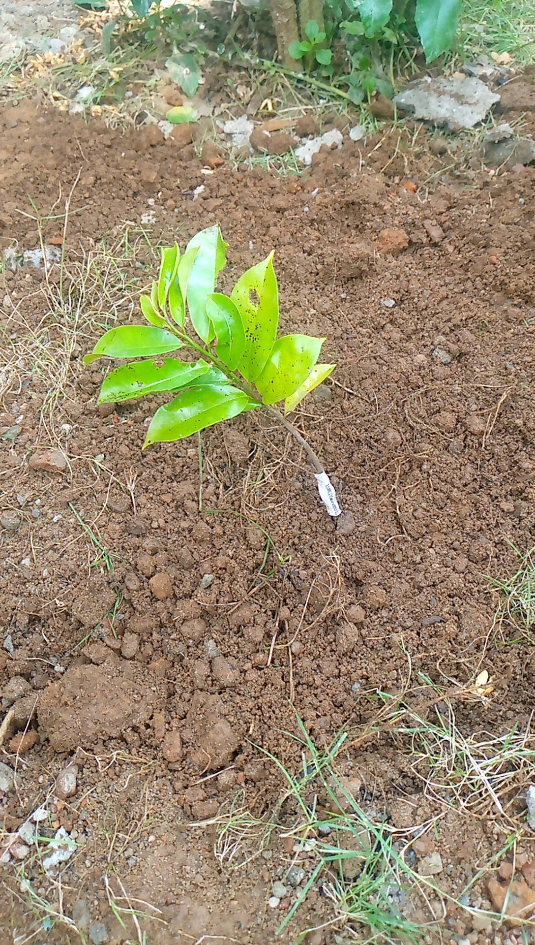 tree
