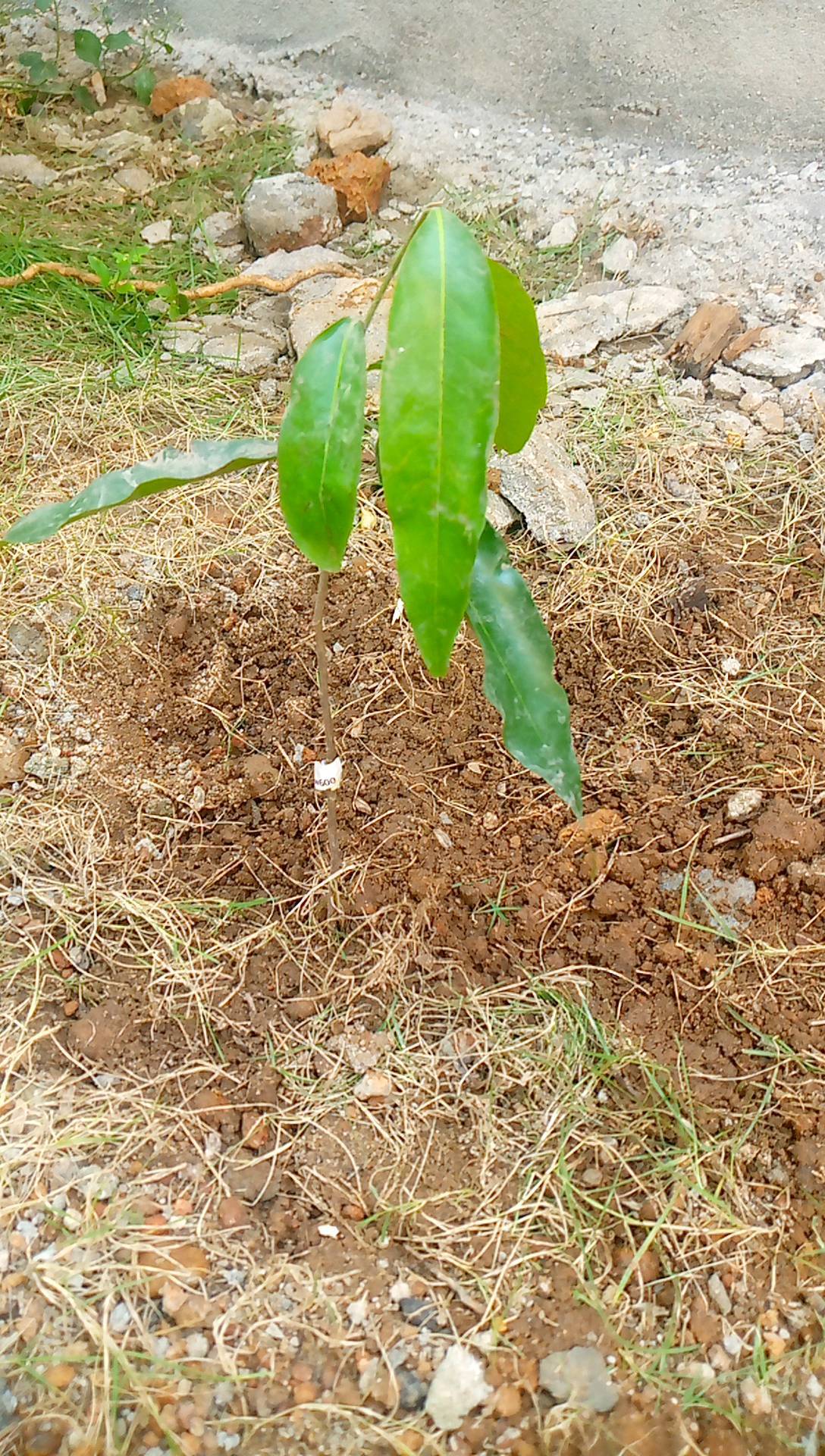 tree