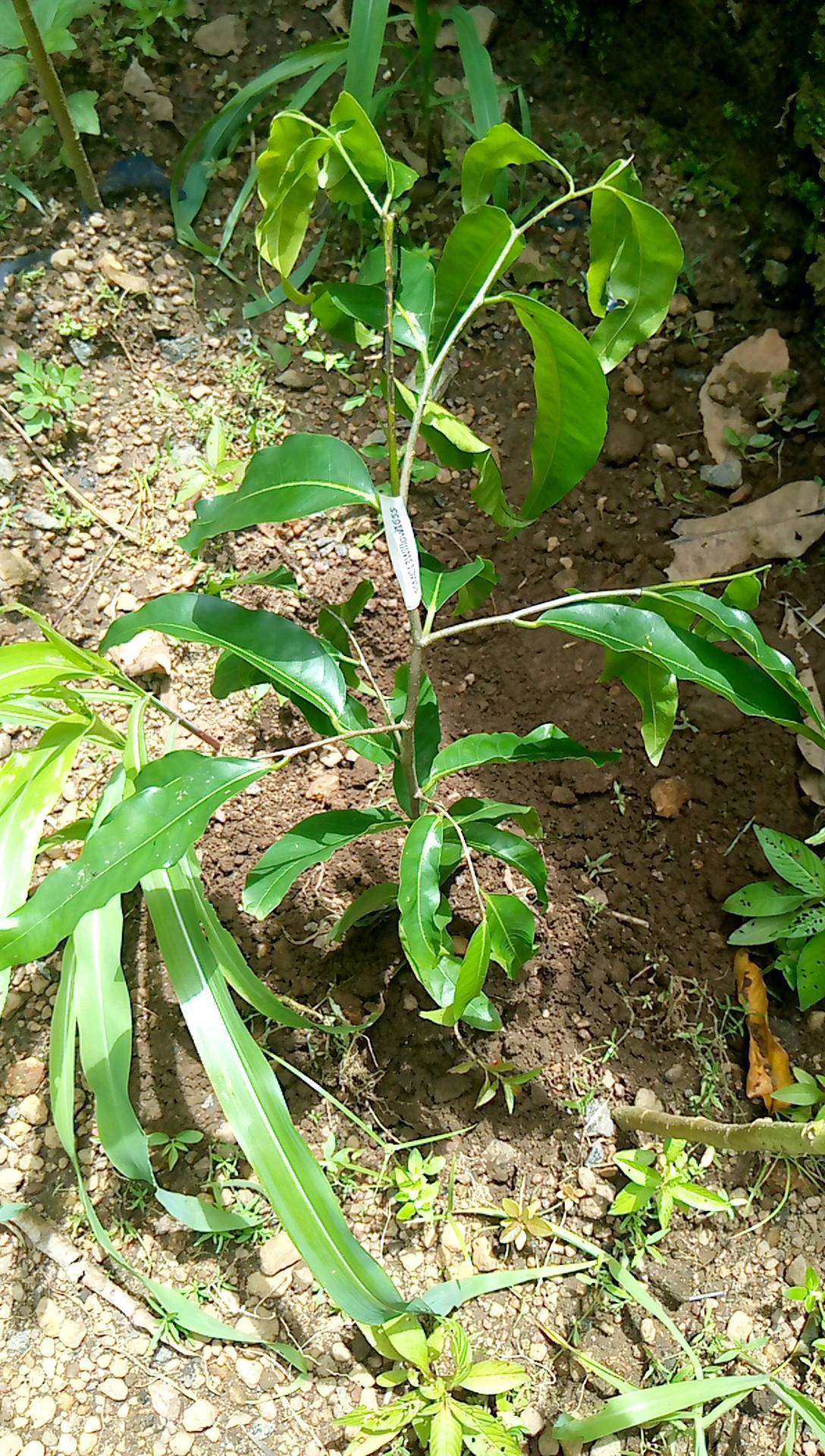 tree