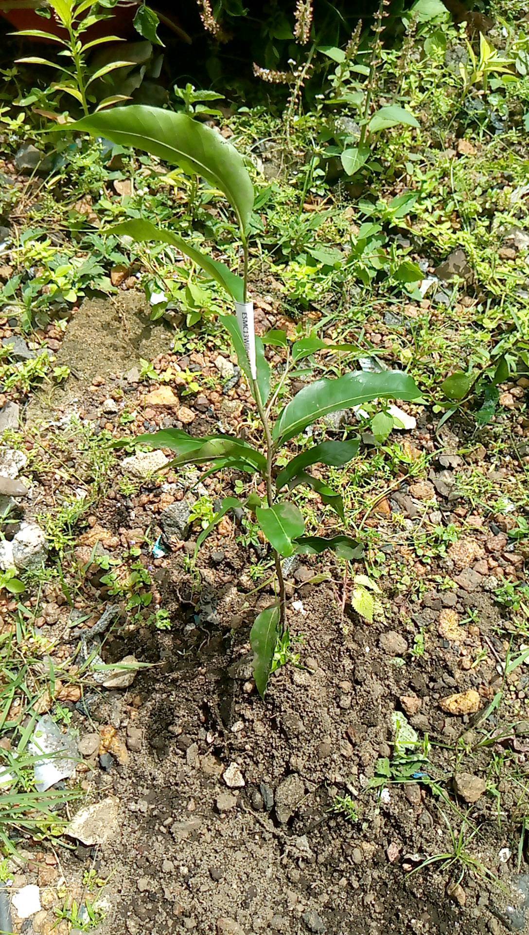 tree