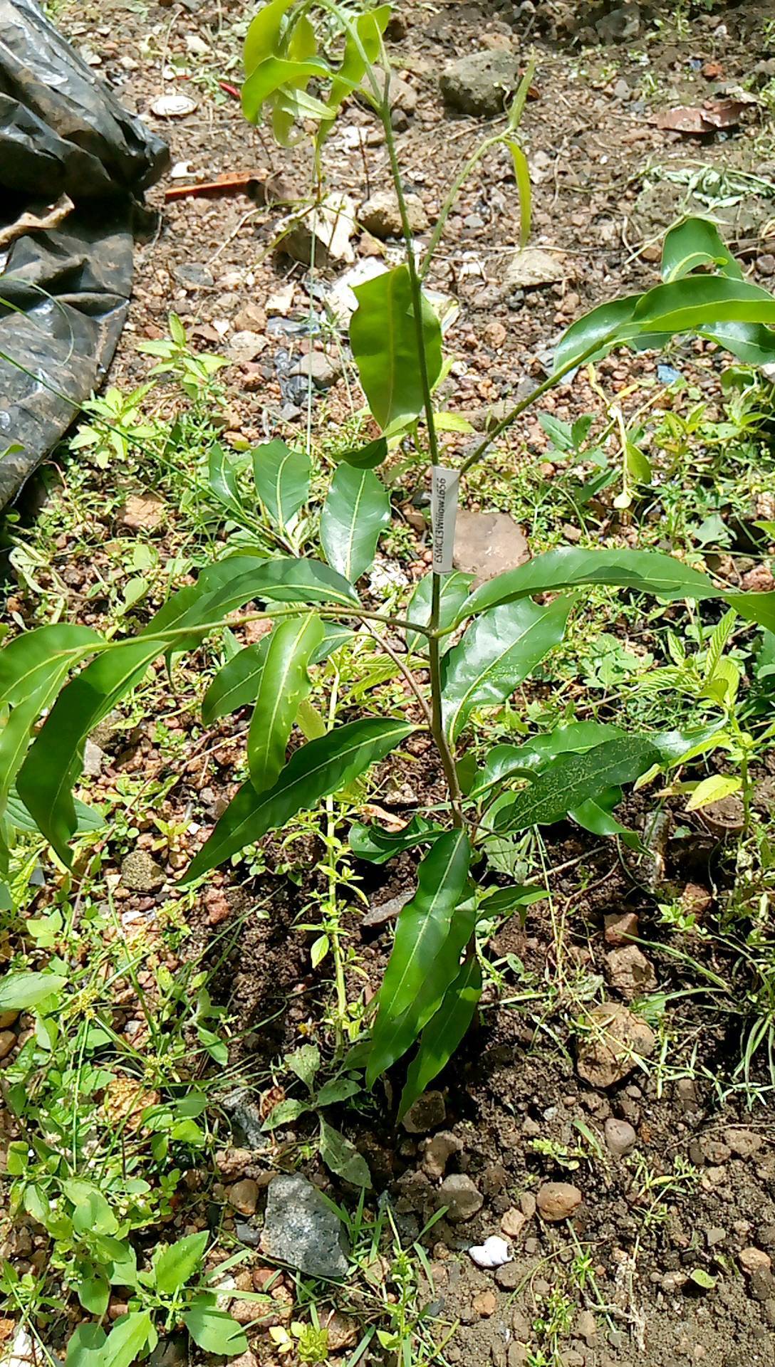 tree