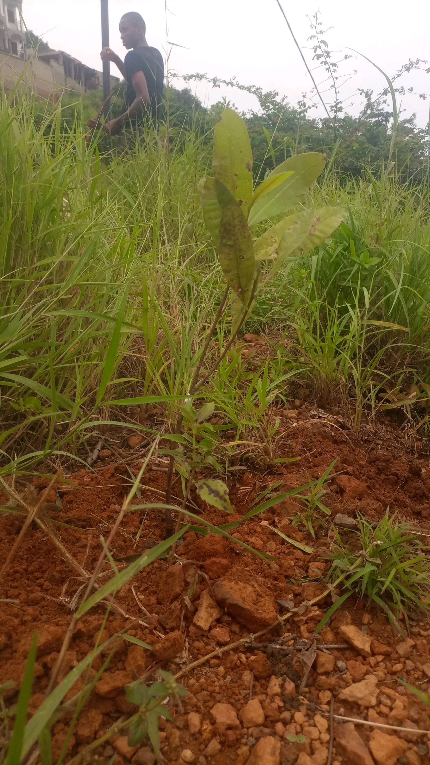 tree