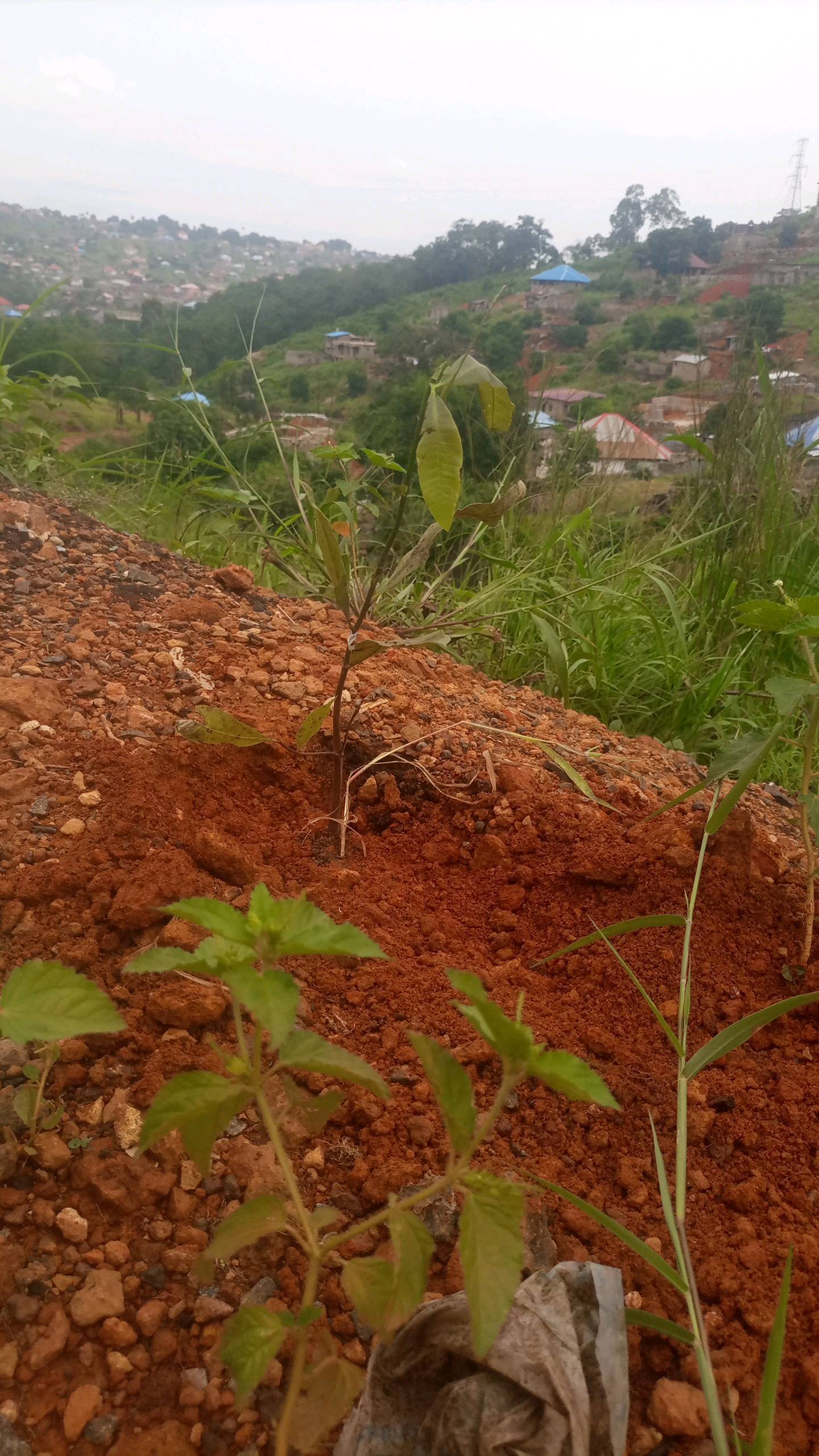 tree