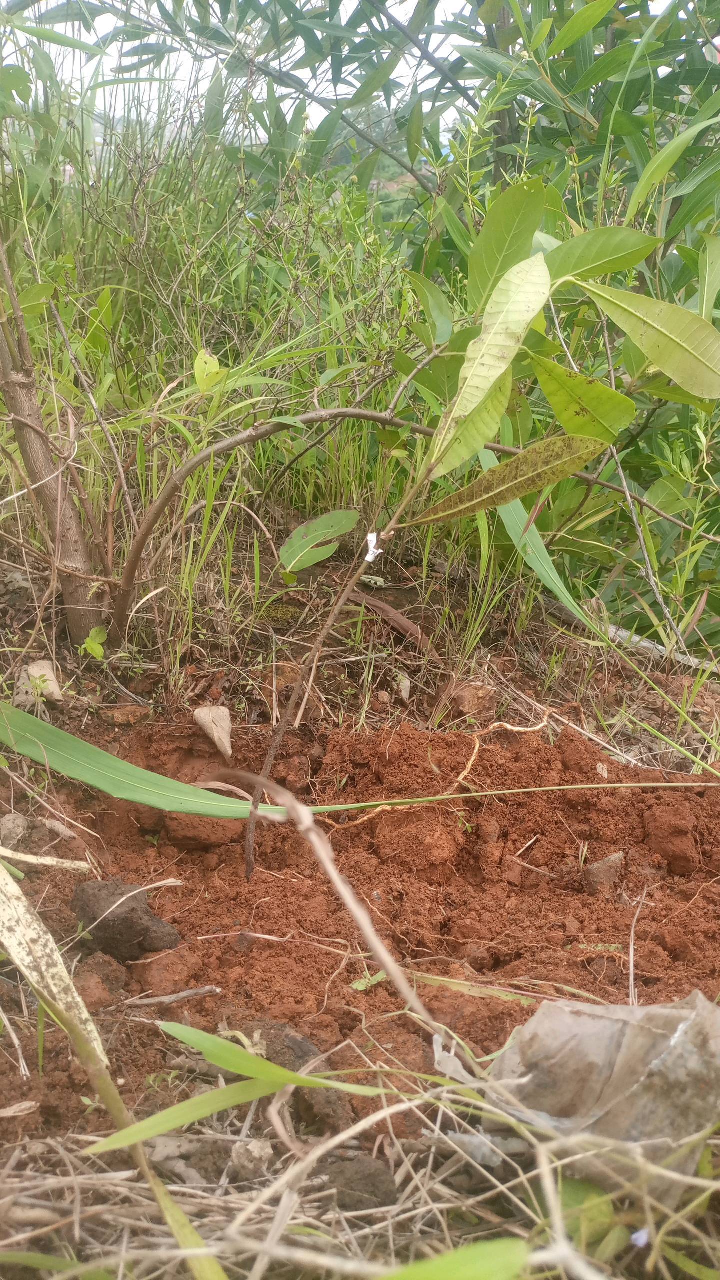 tree