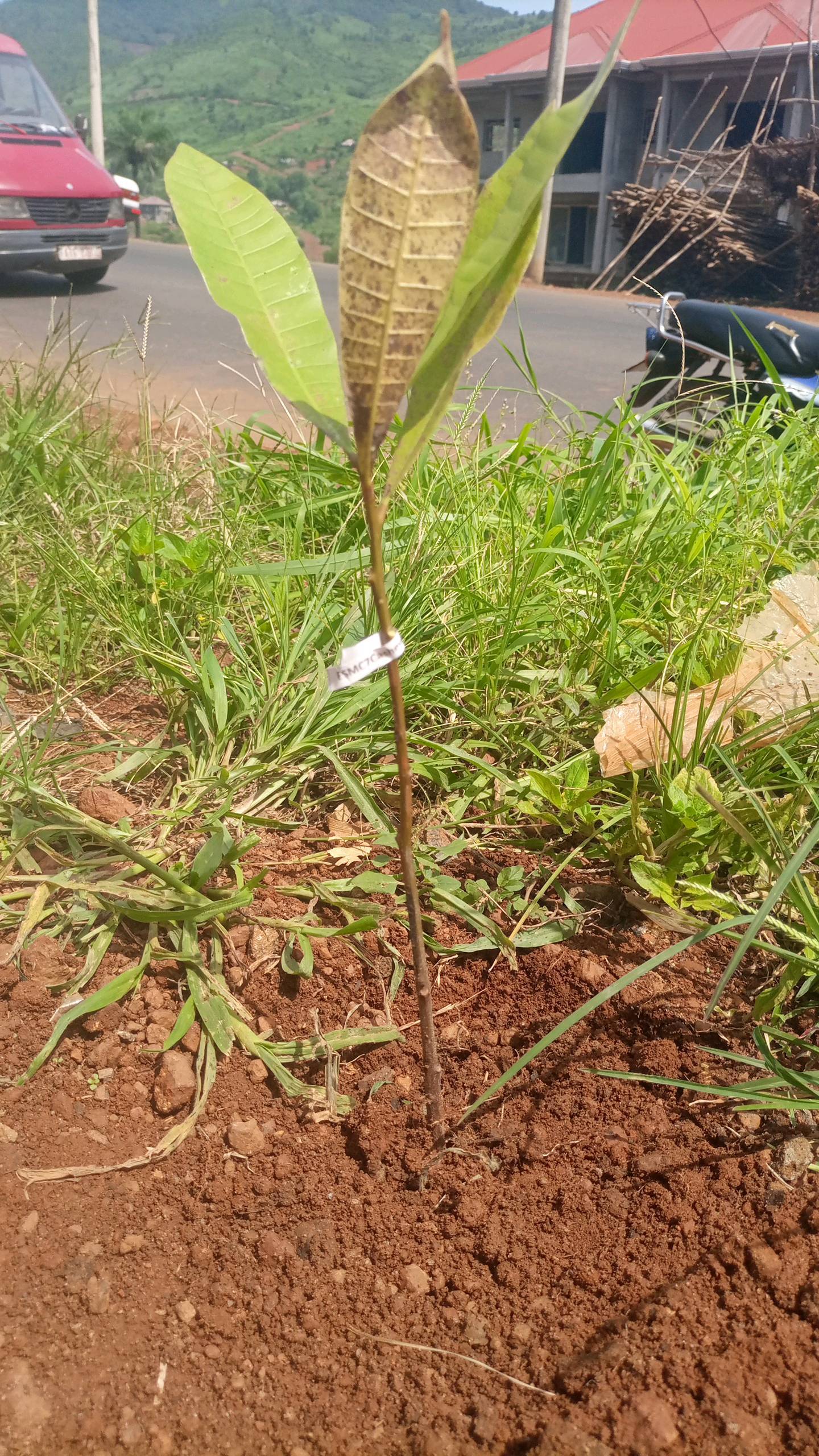 tree