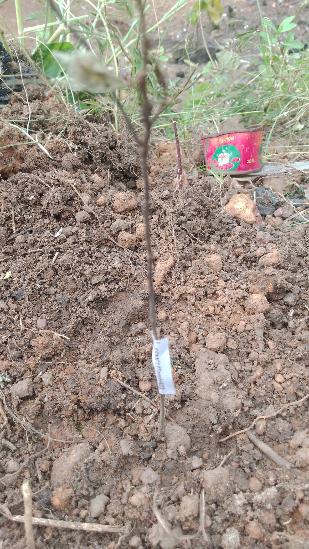 tree