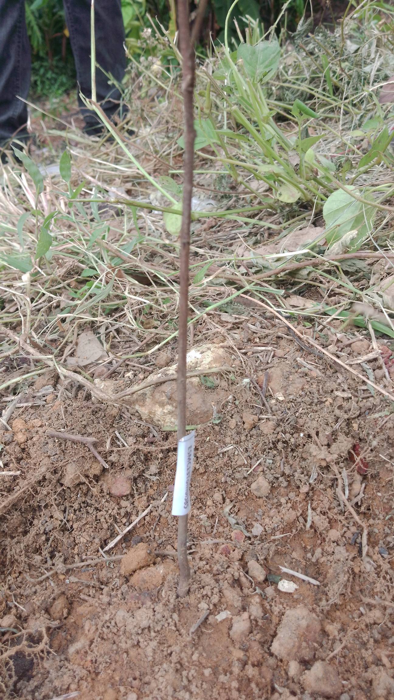 tree