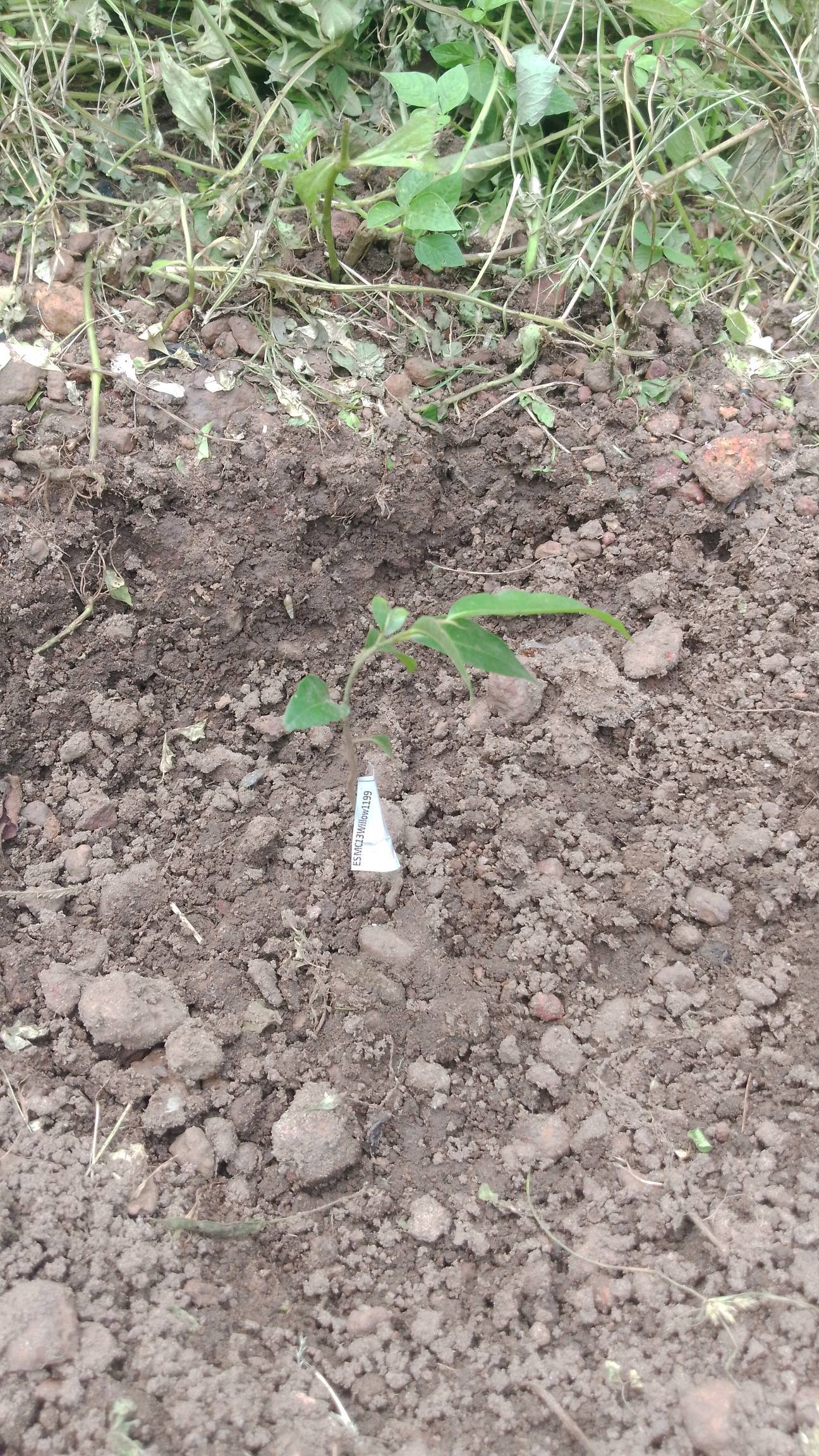 tree