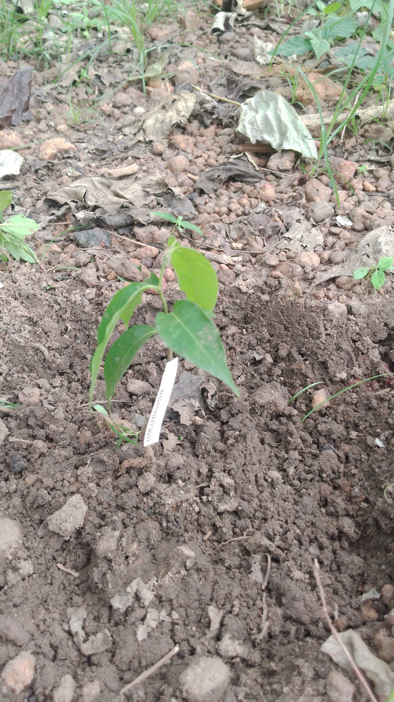 tree