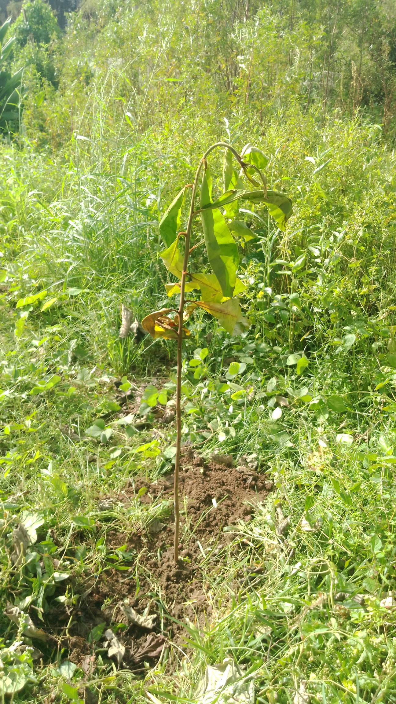 tree