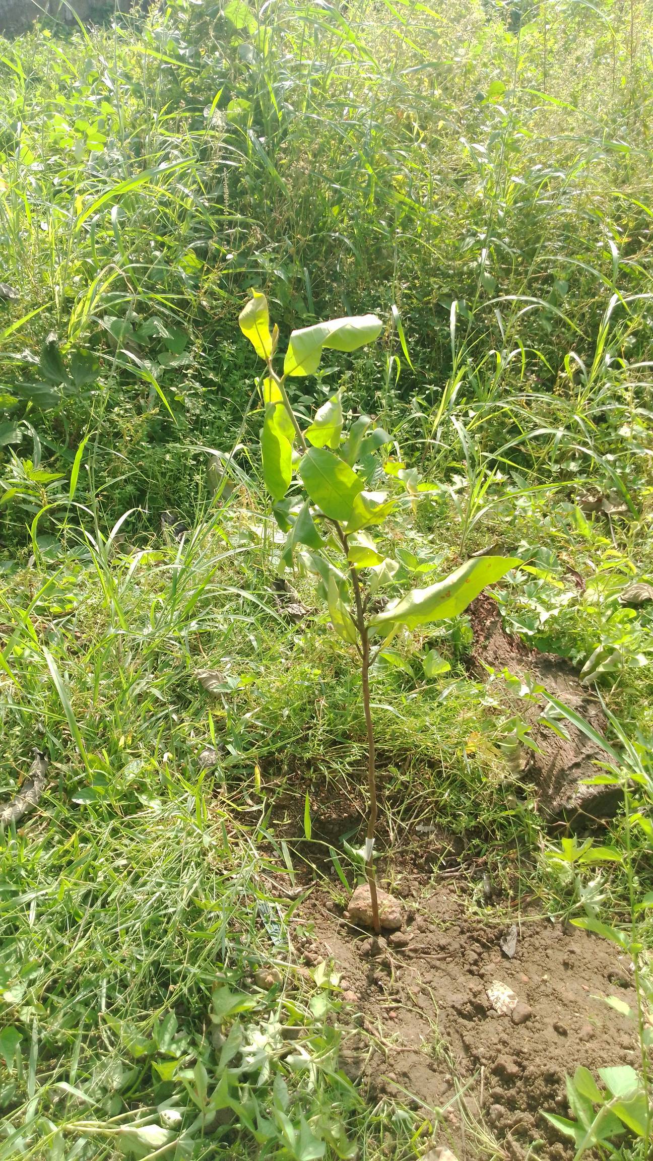 tree