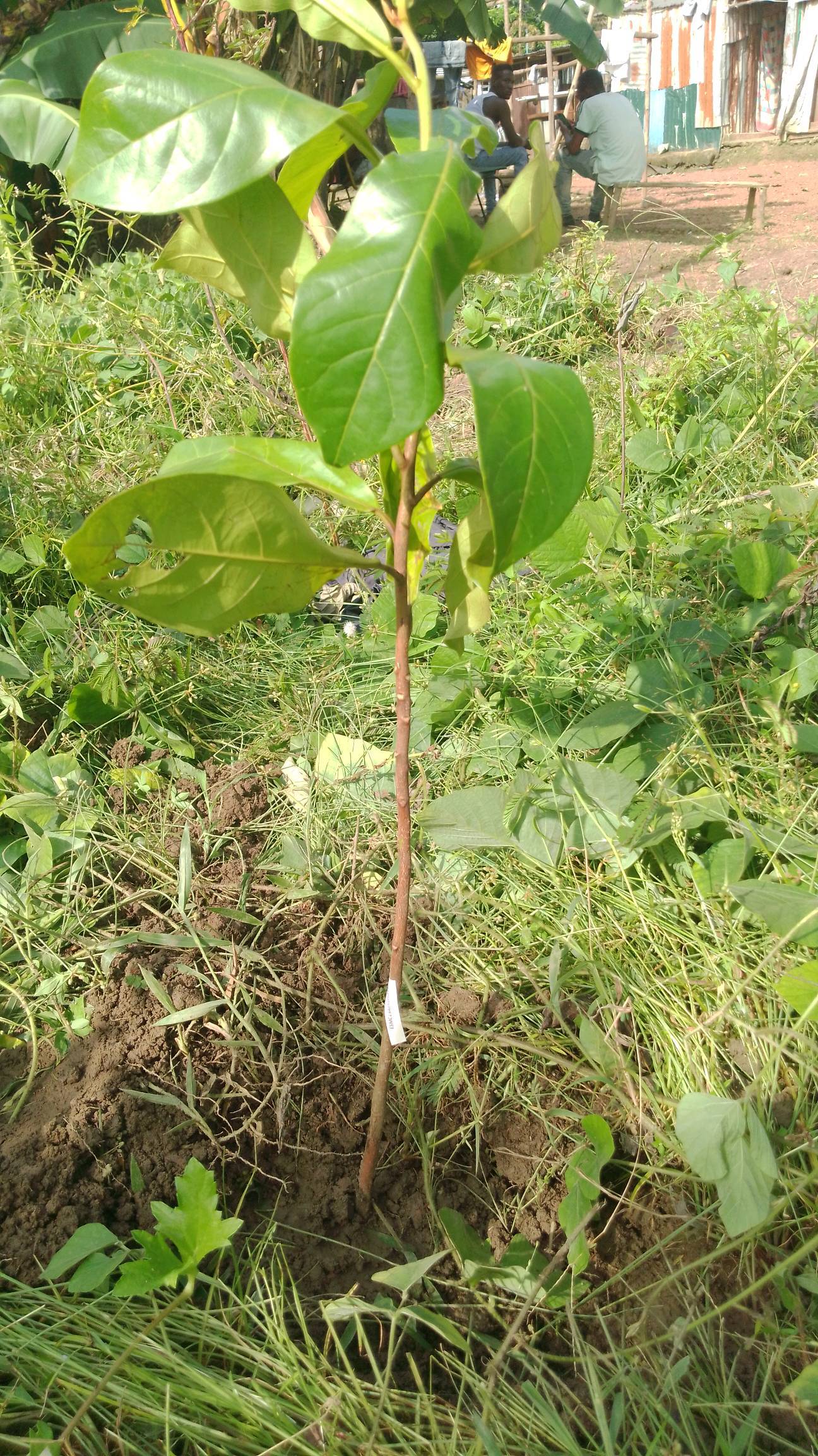tree