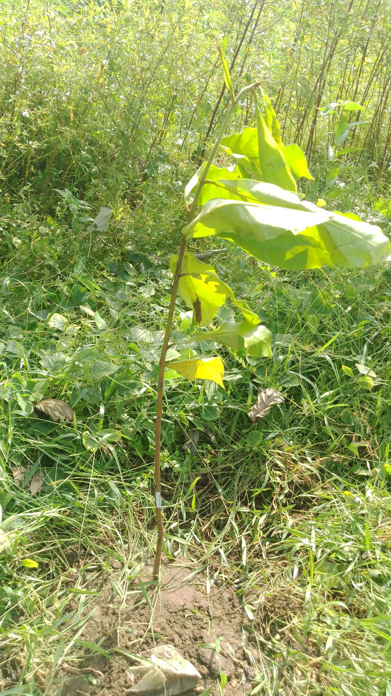 tree
