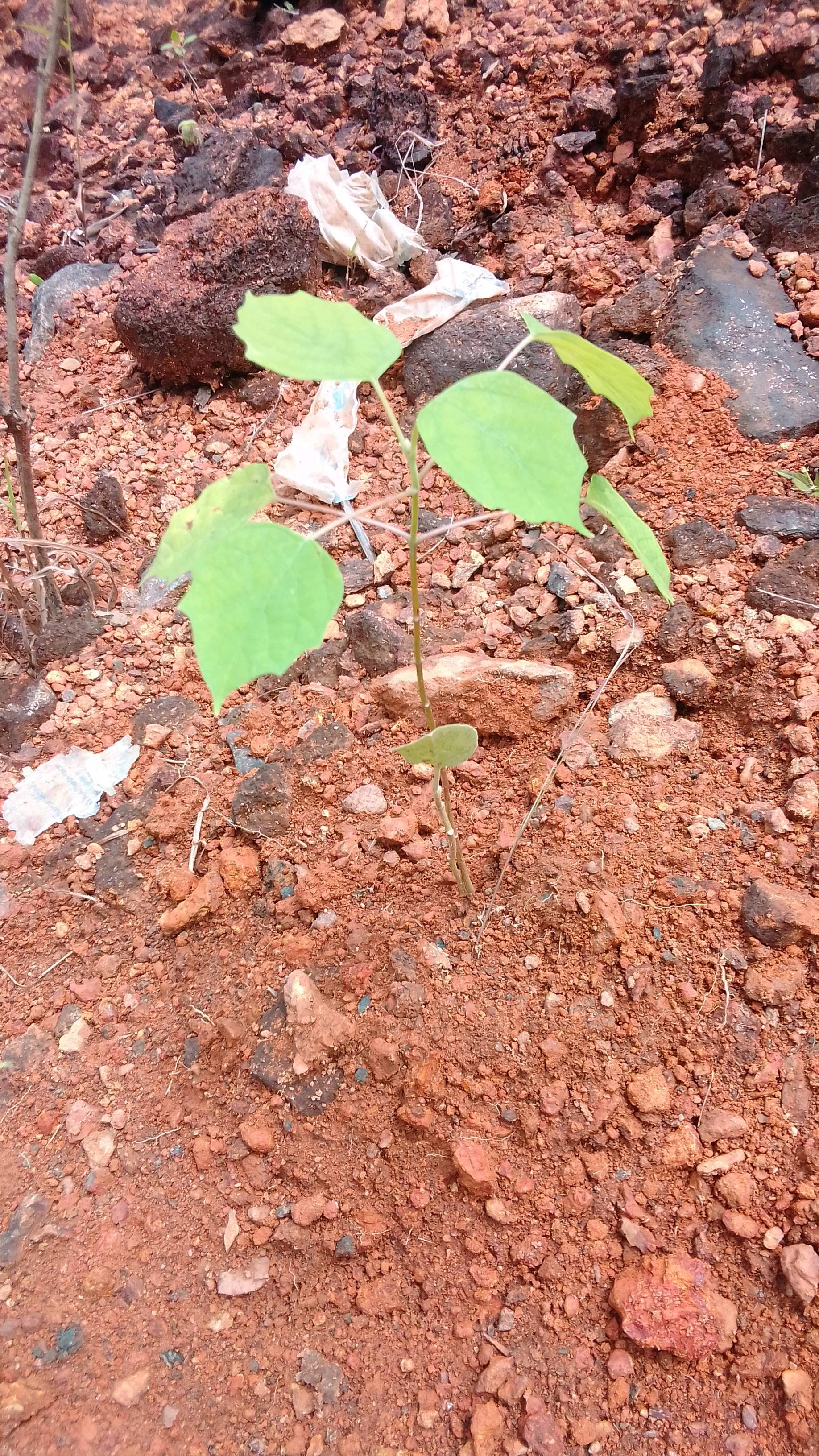 tree