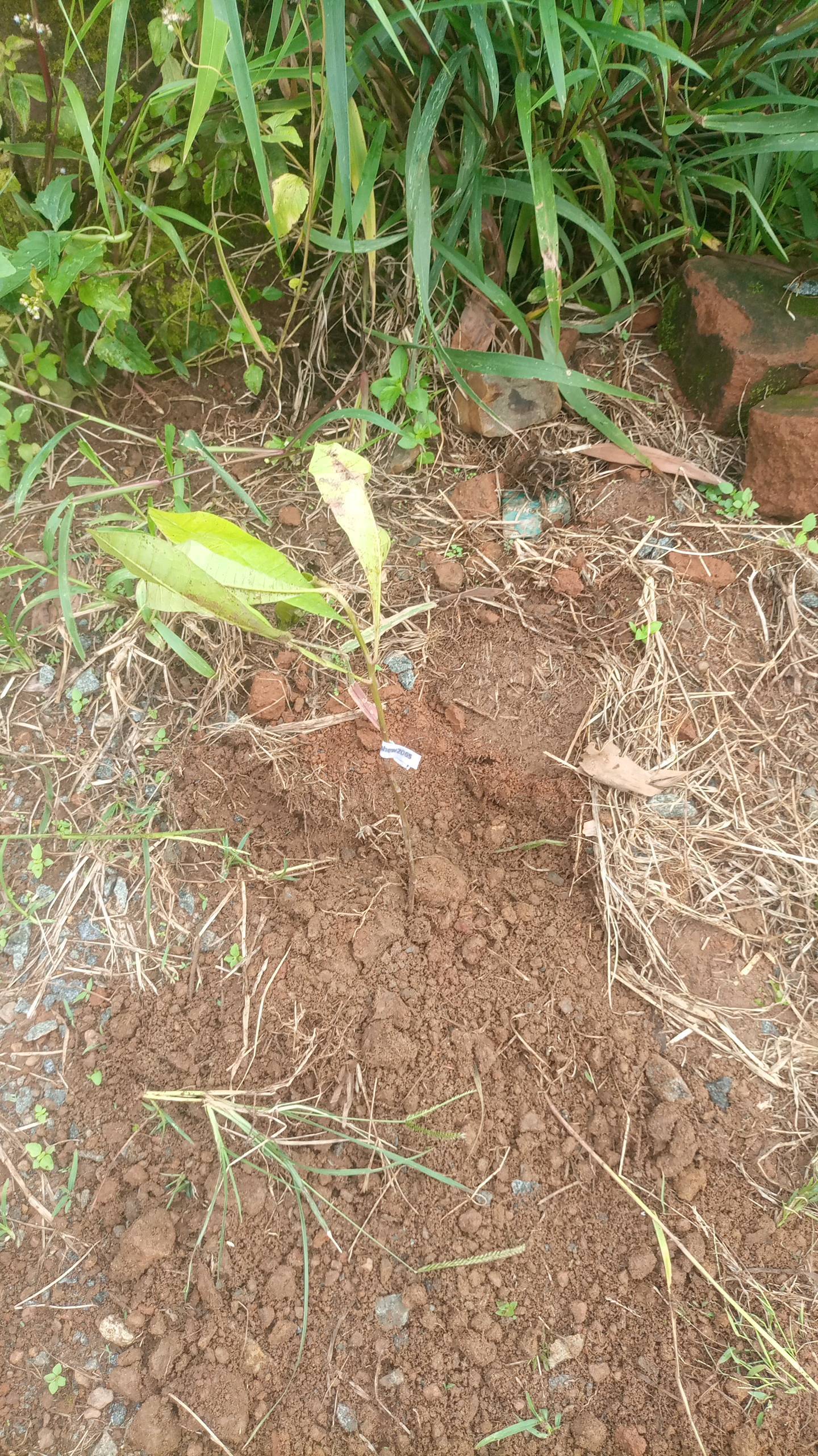 tree