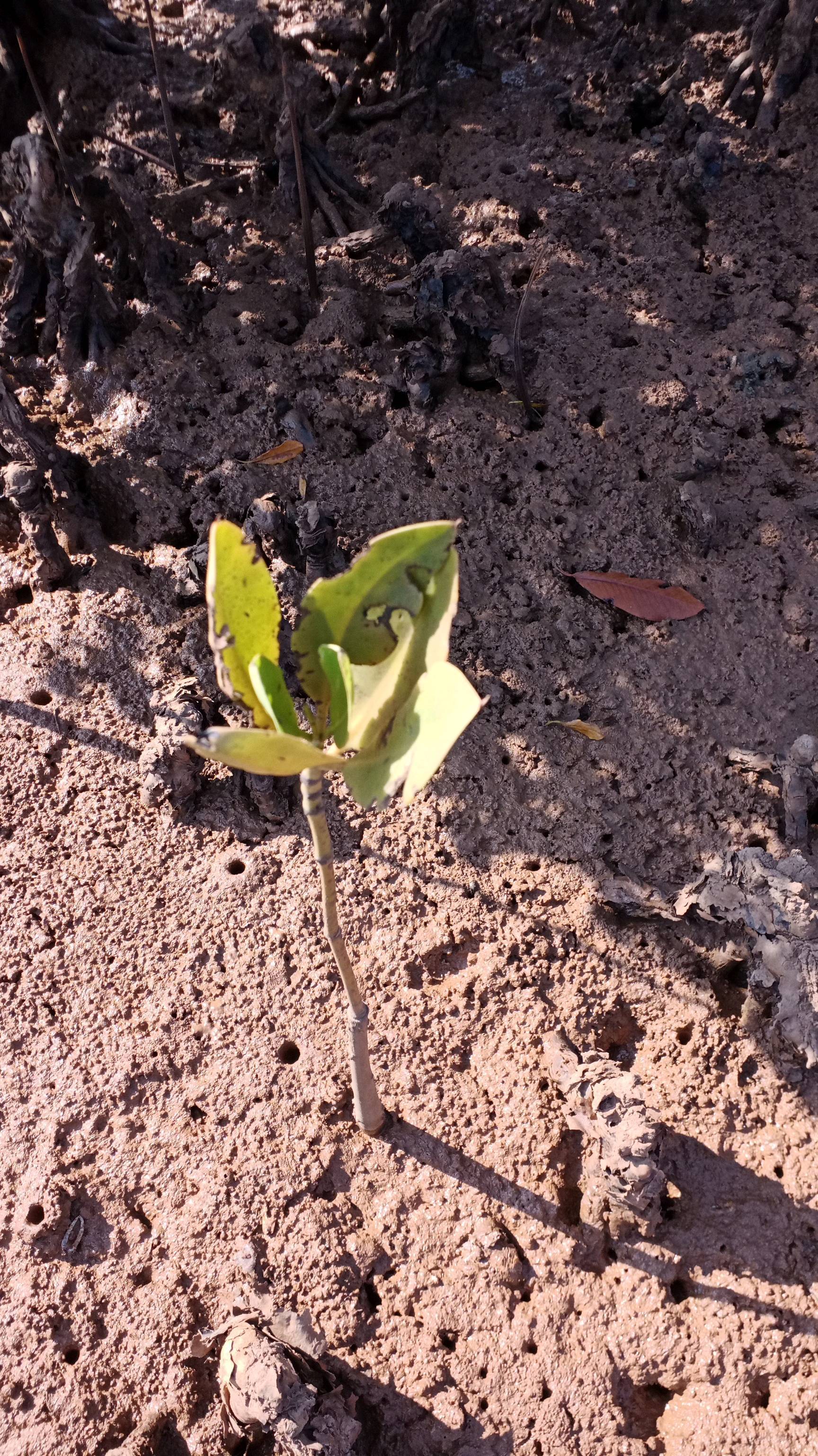 tree