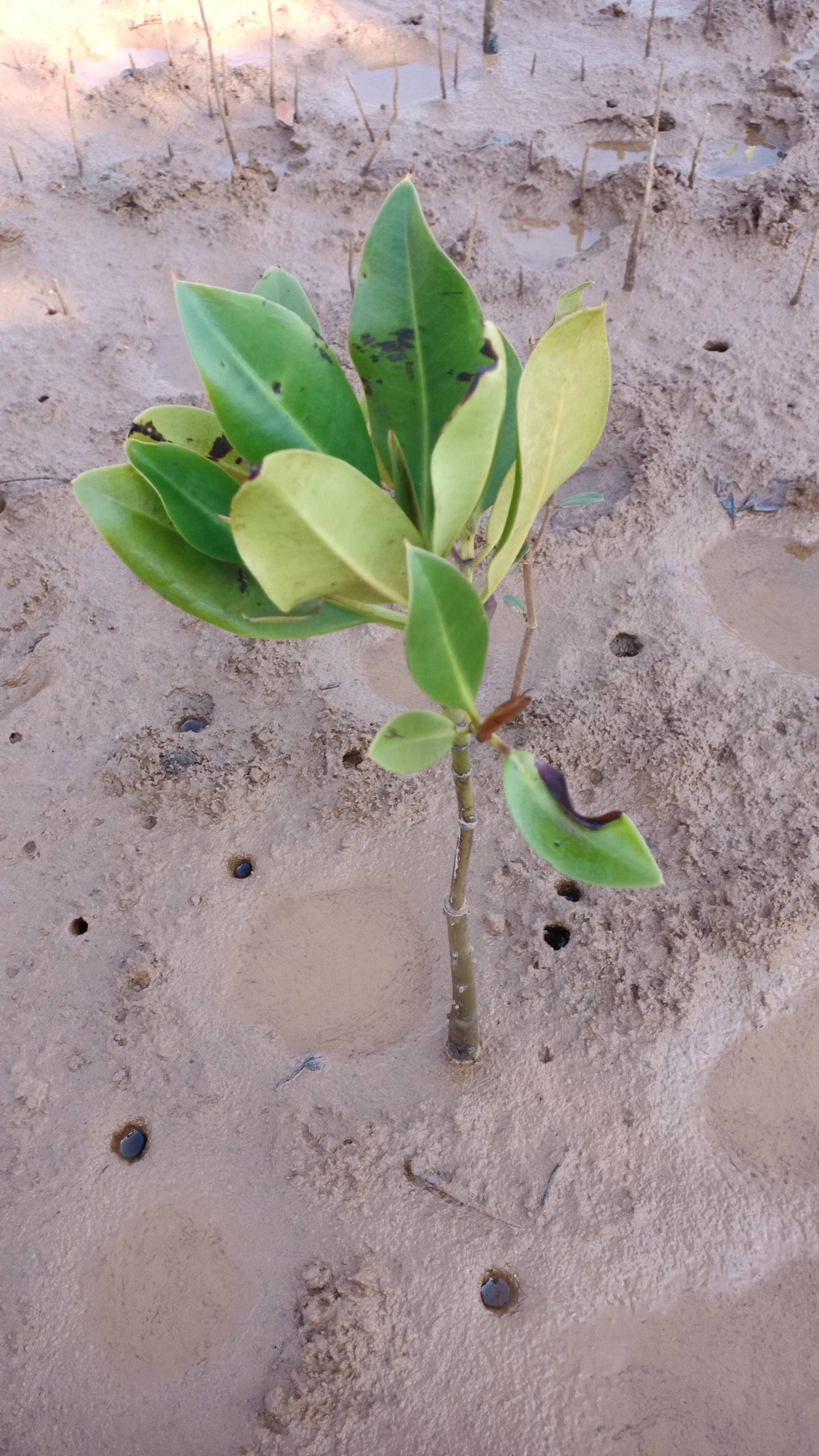 tree