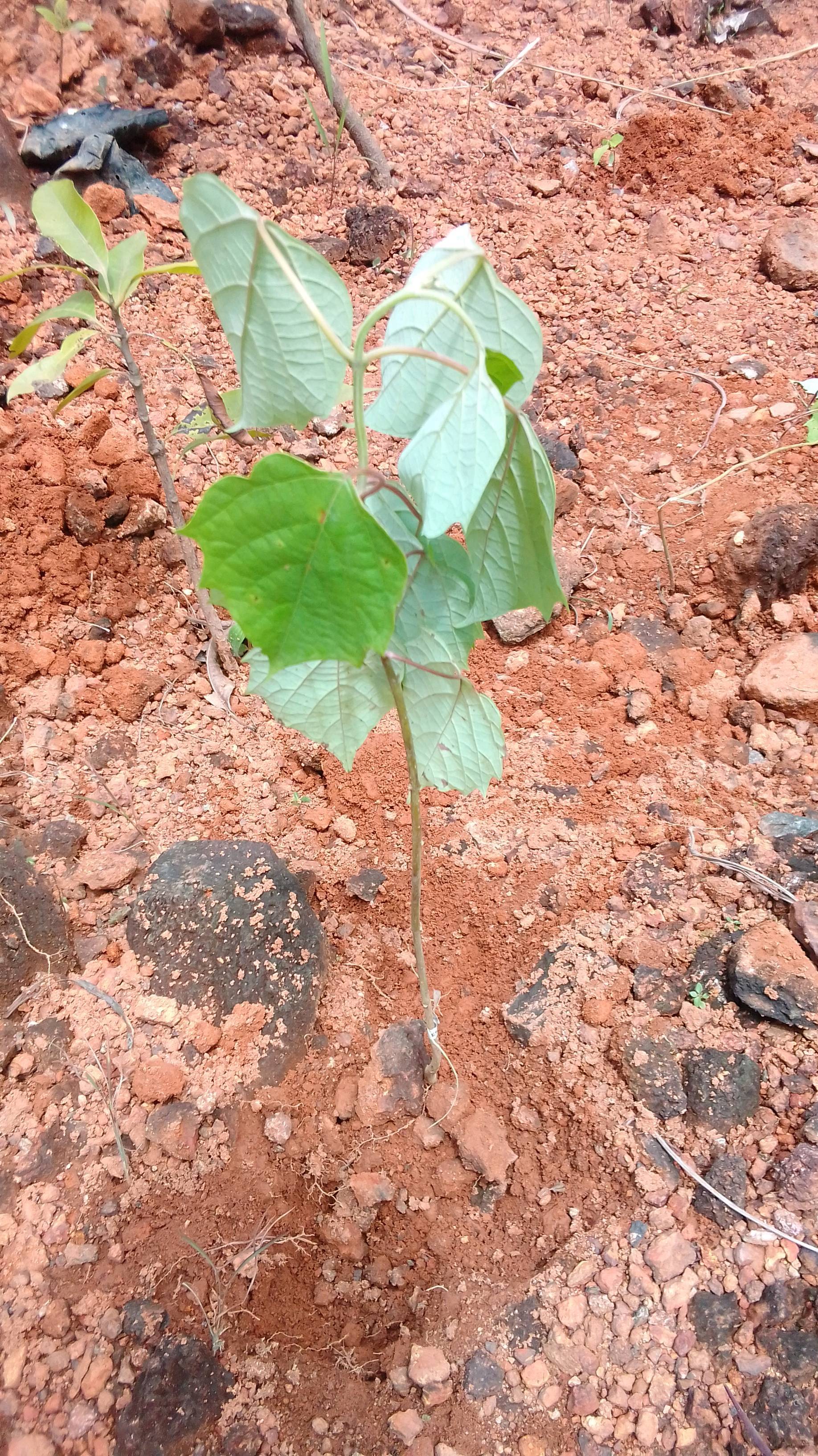tree
