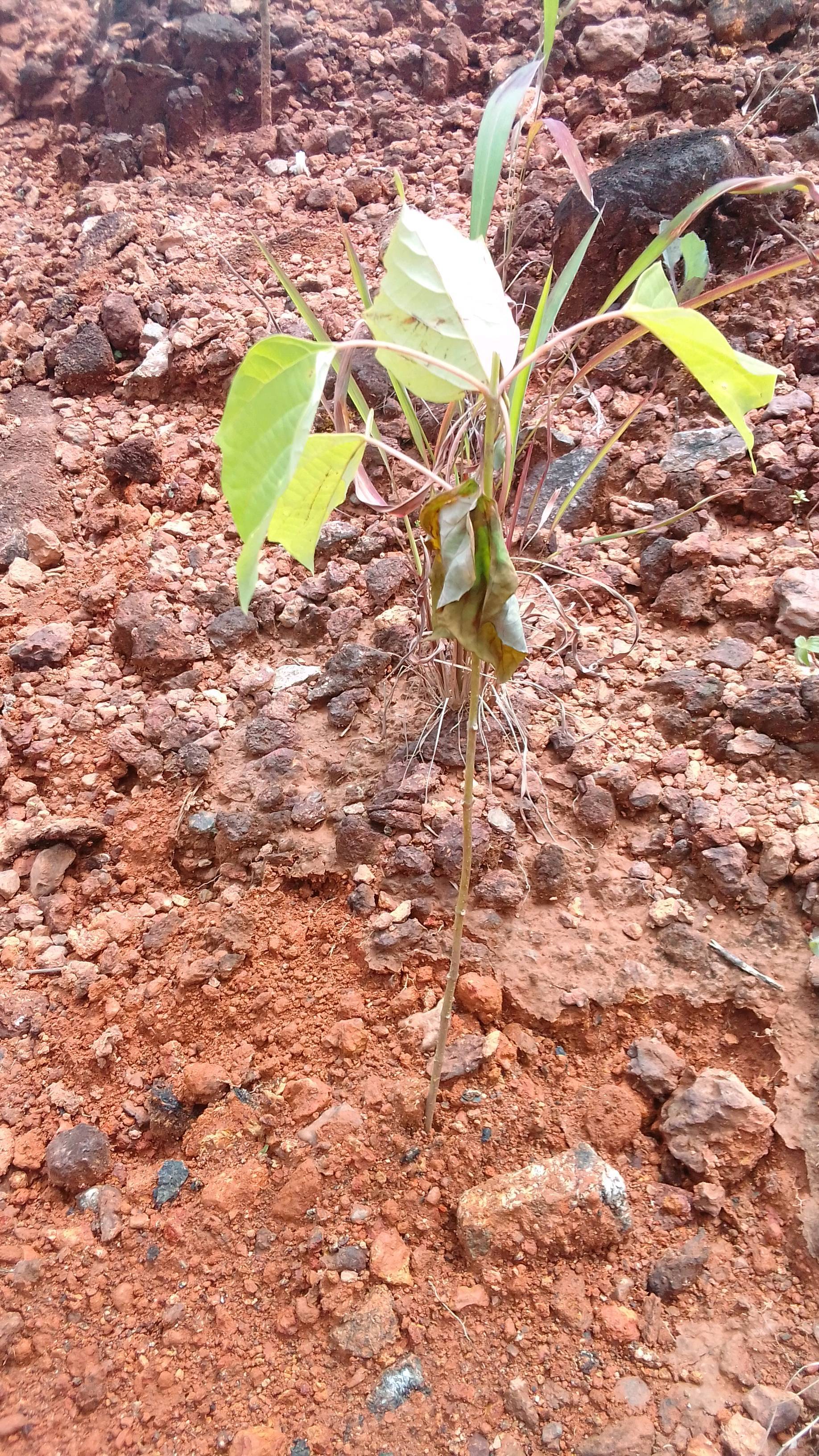 tree