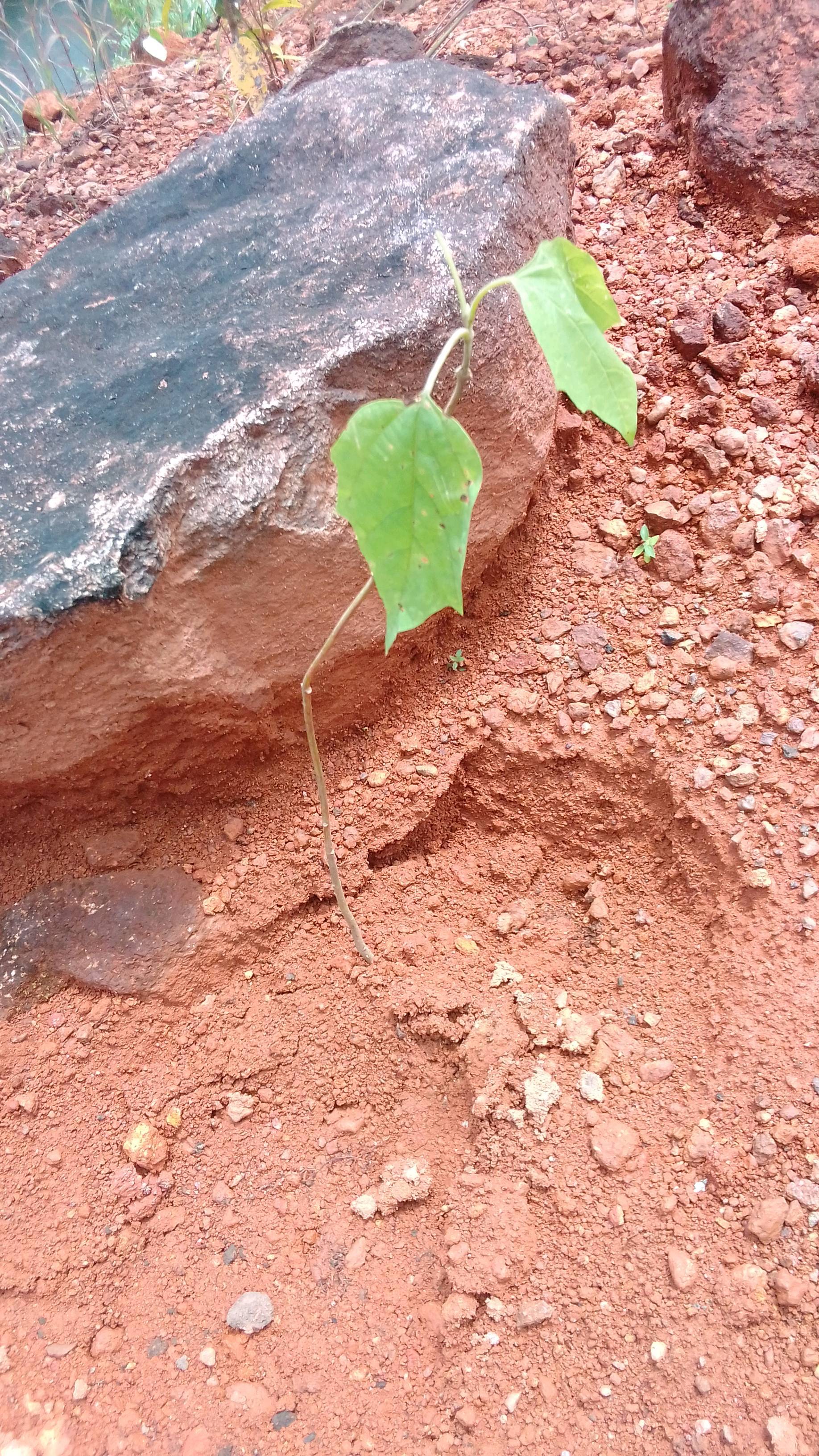 tree
