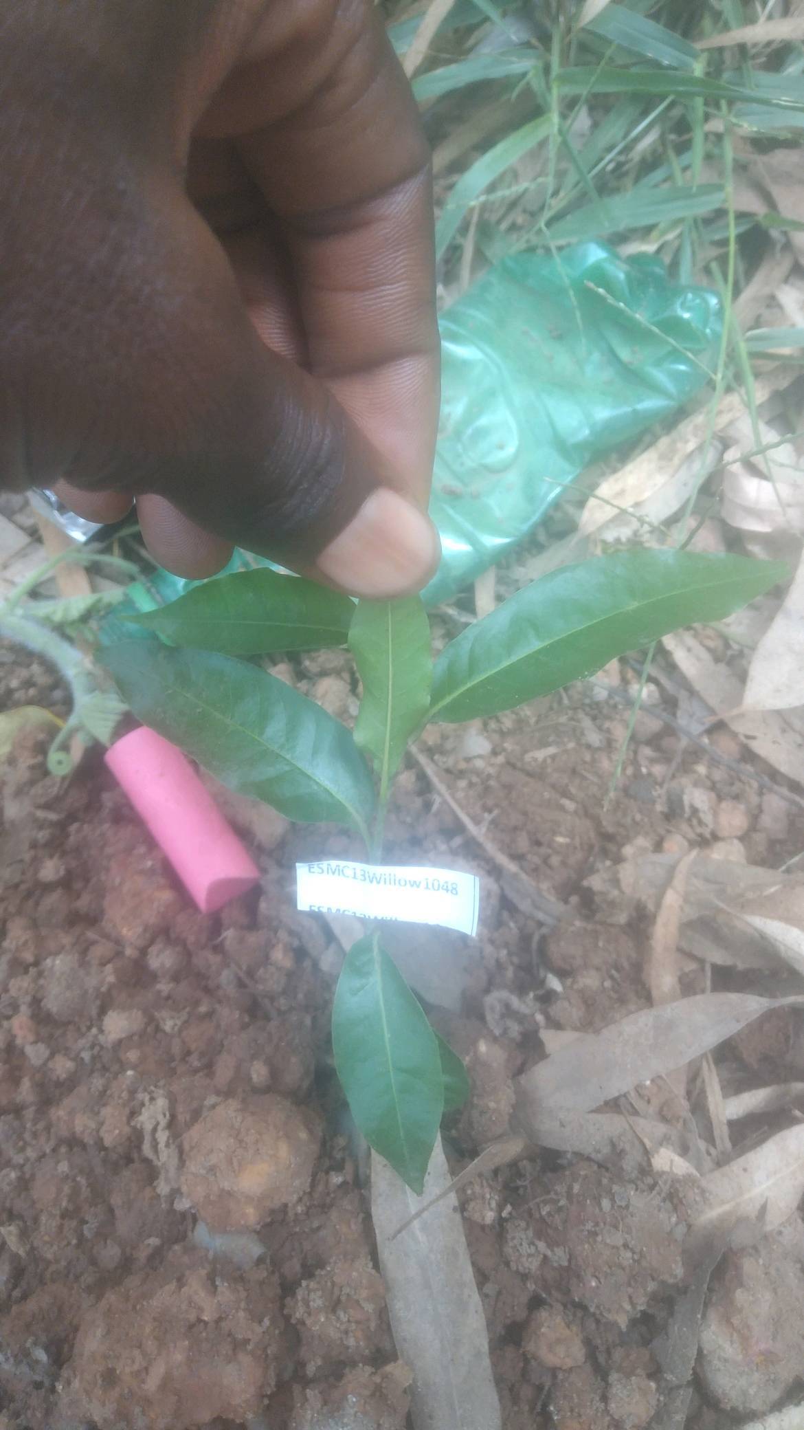 tree